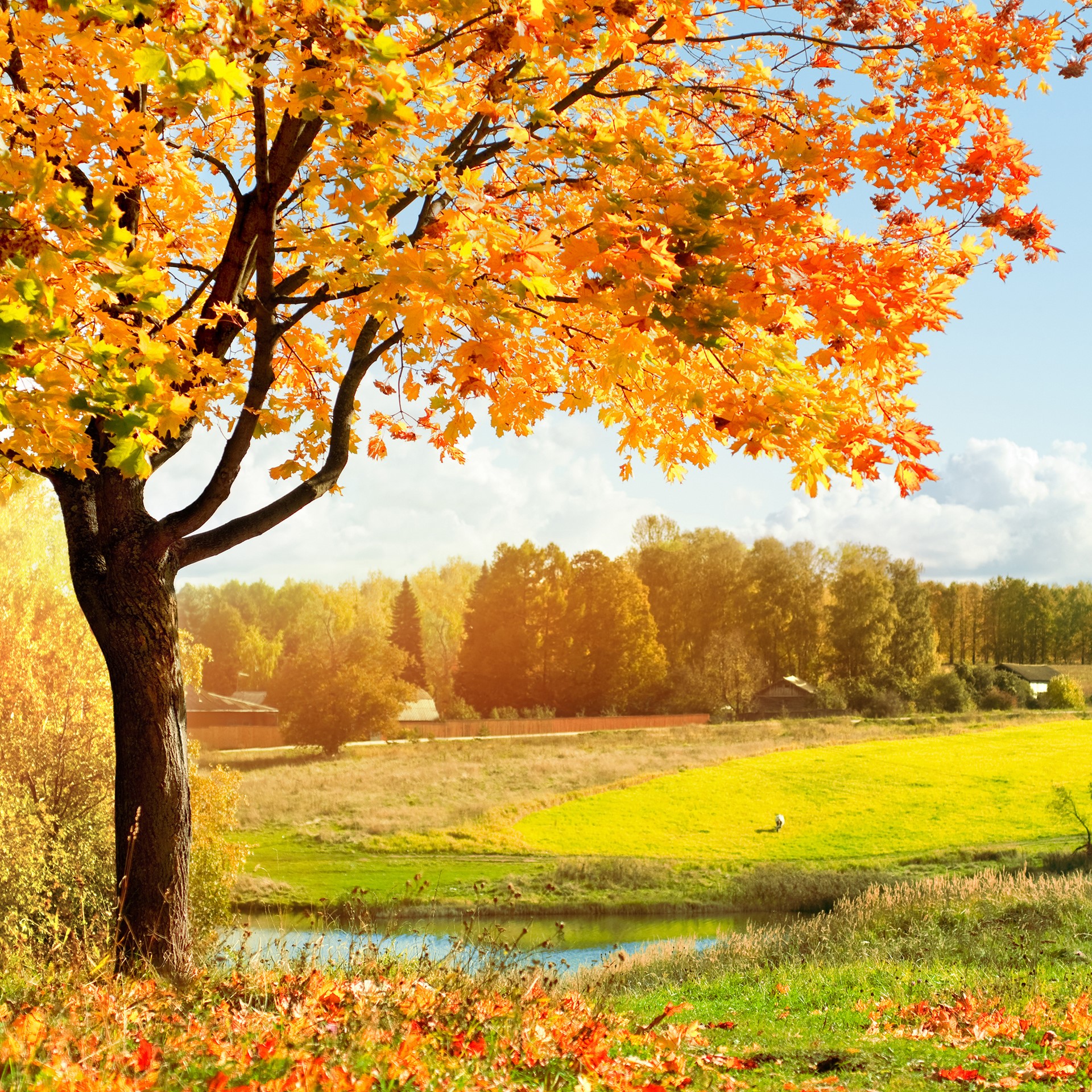 Autumn Scene Wallpapers