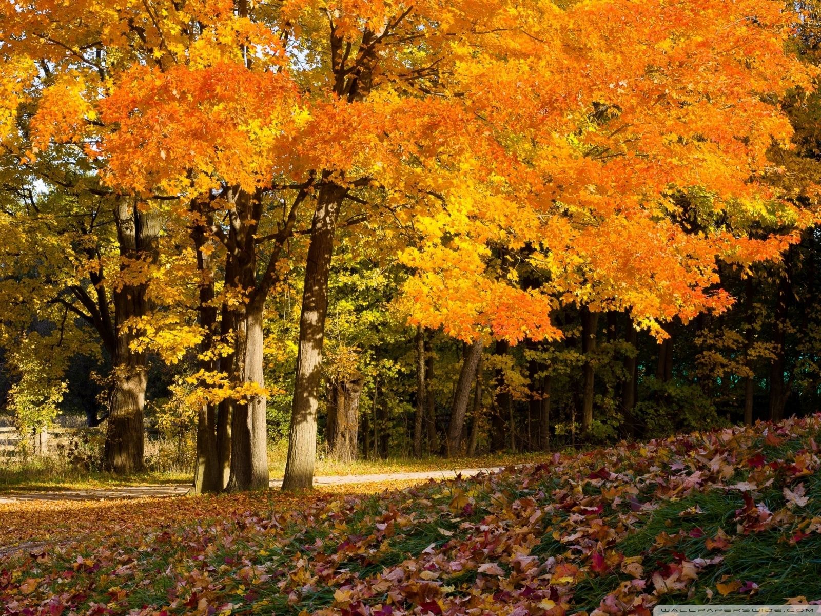 Autumn Scenes Desktop Wallpapers