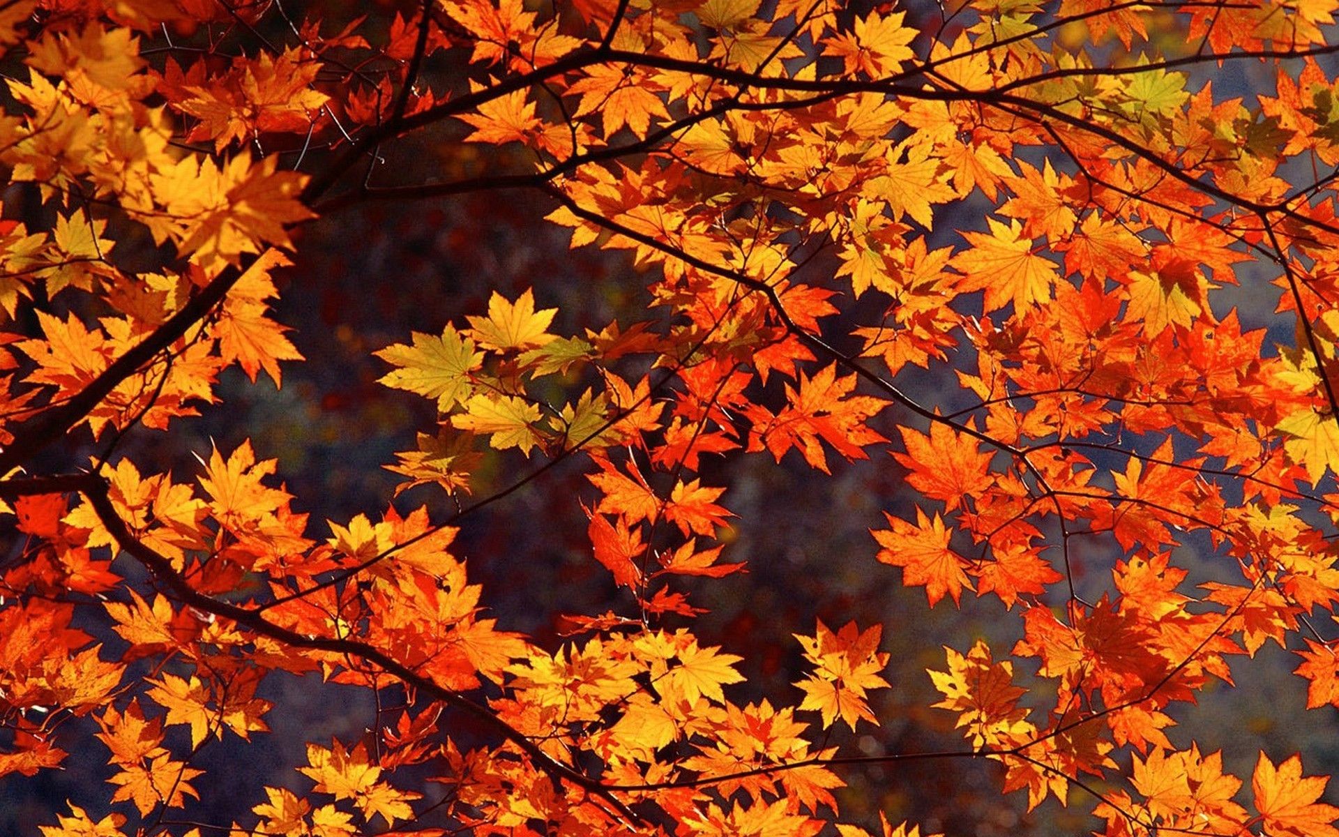 Autumn Scenes Desktop Wallpapers