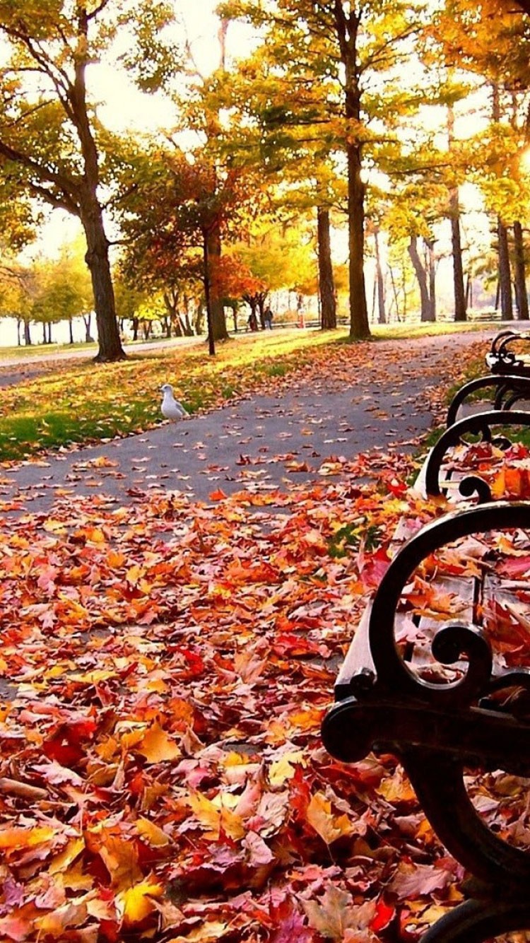 Autumn Scenes Wallpapers