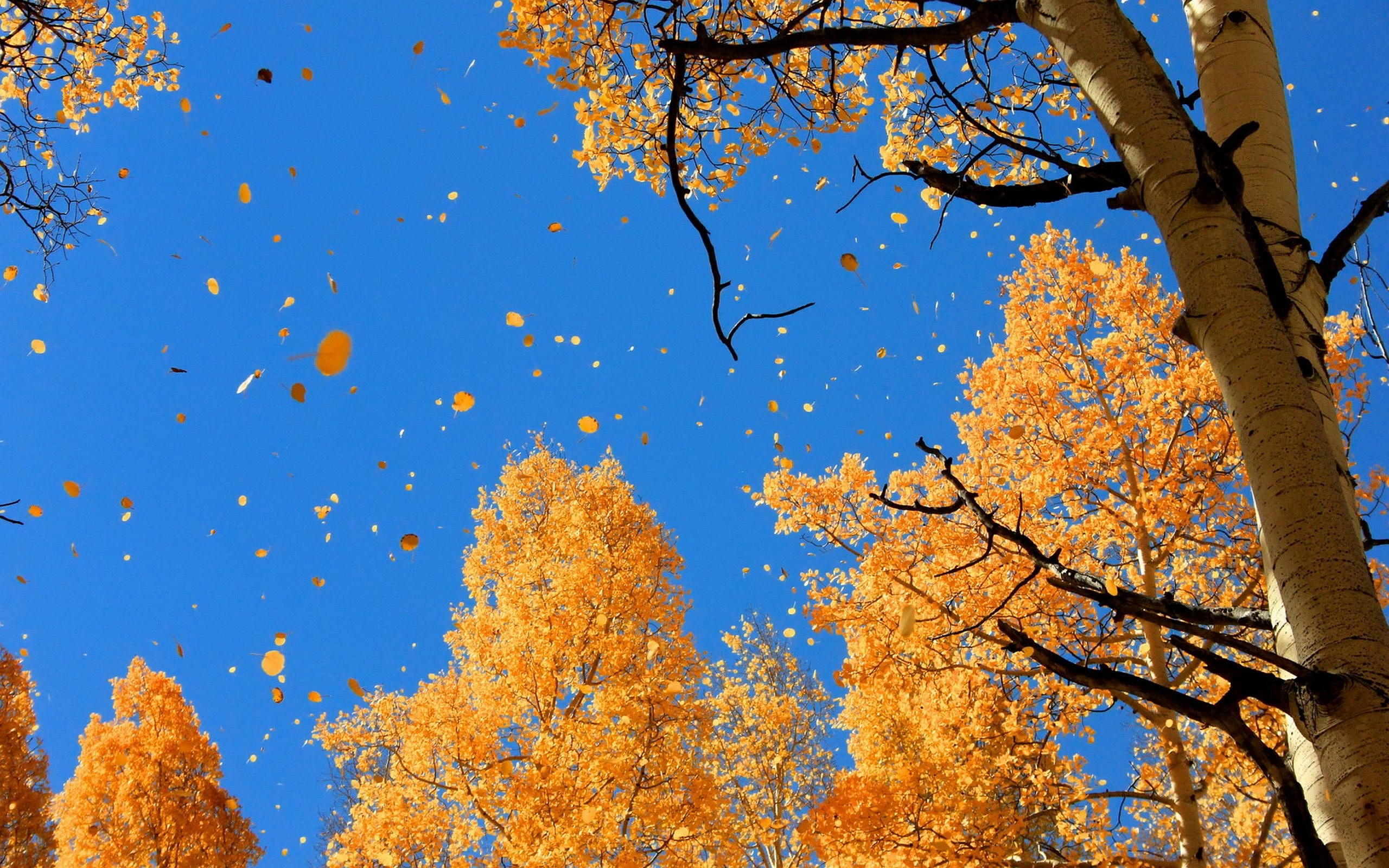 Autumn Sky Wallpapers