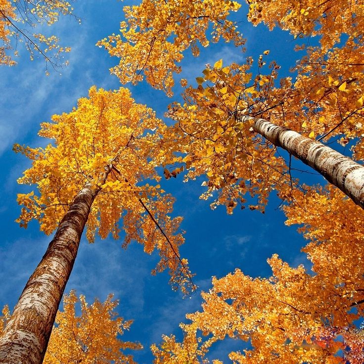 Autumn Sky Wallpapers