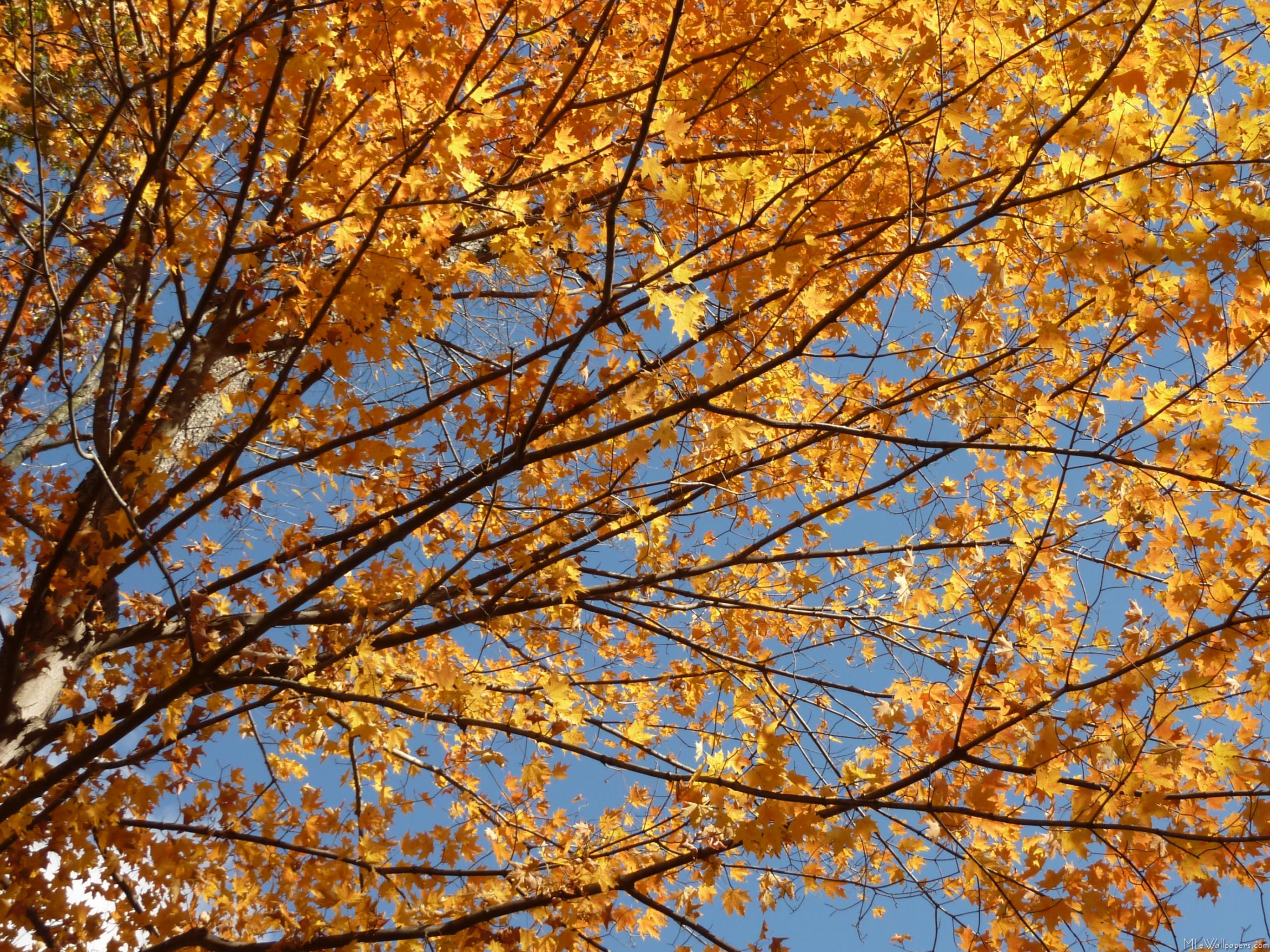 Autumn Sky Wallpapers