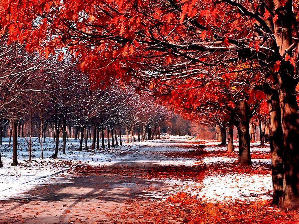 Autumn Snowfall Wallpapers