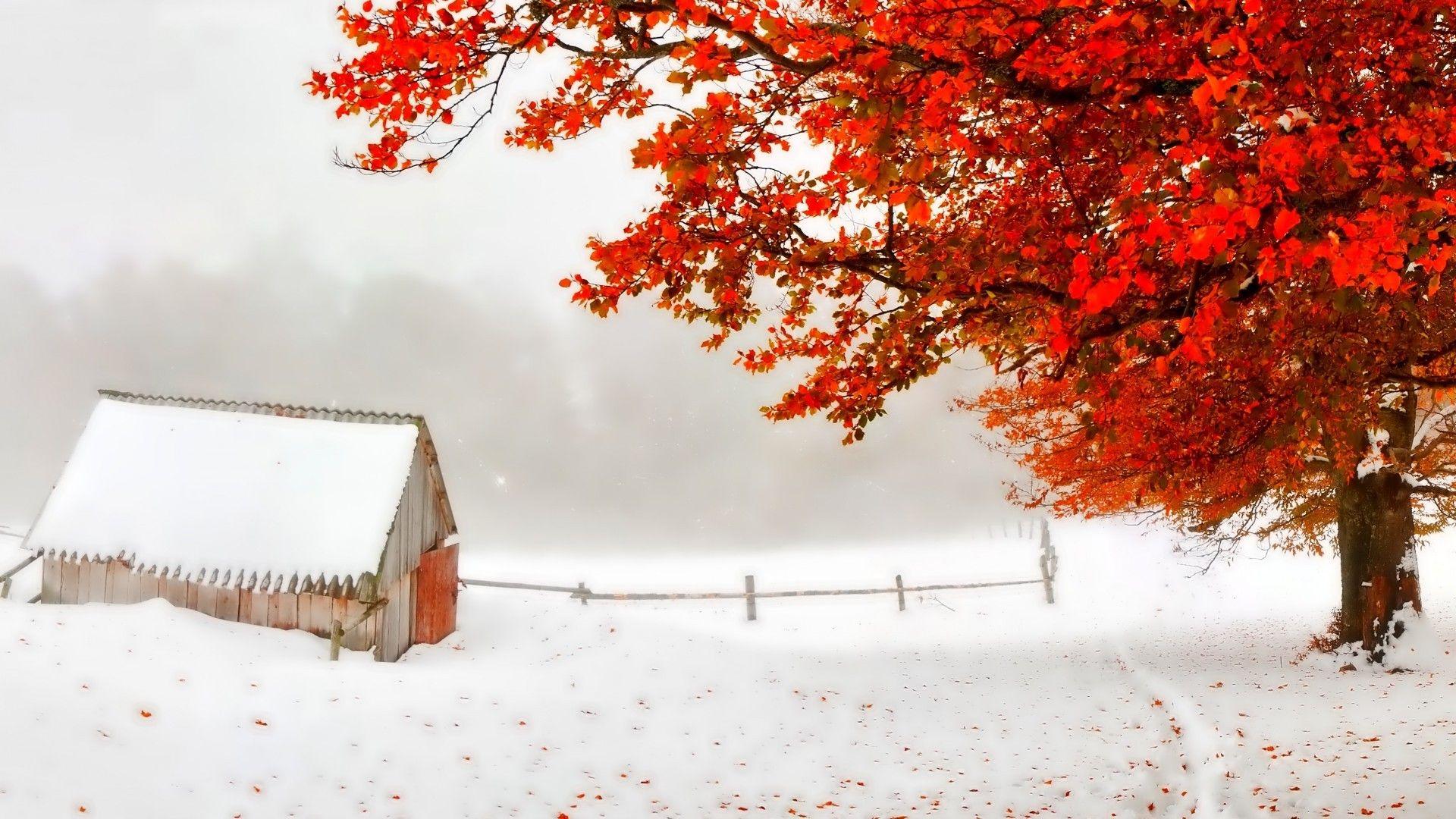 Autumn Snowfall Wallpapers