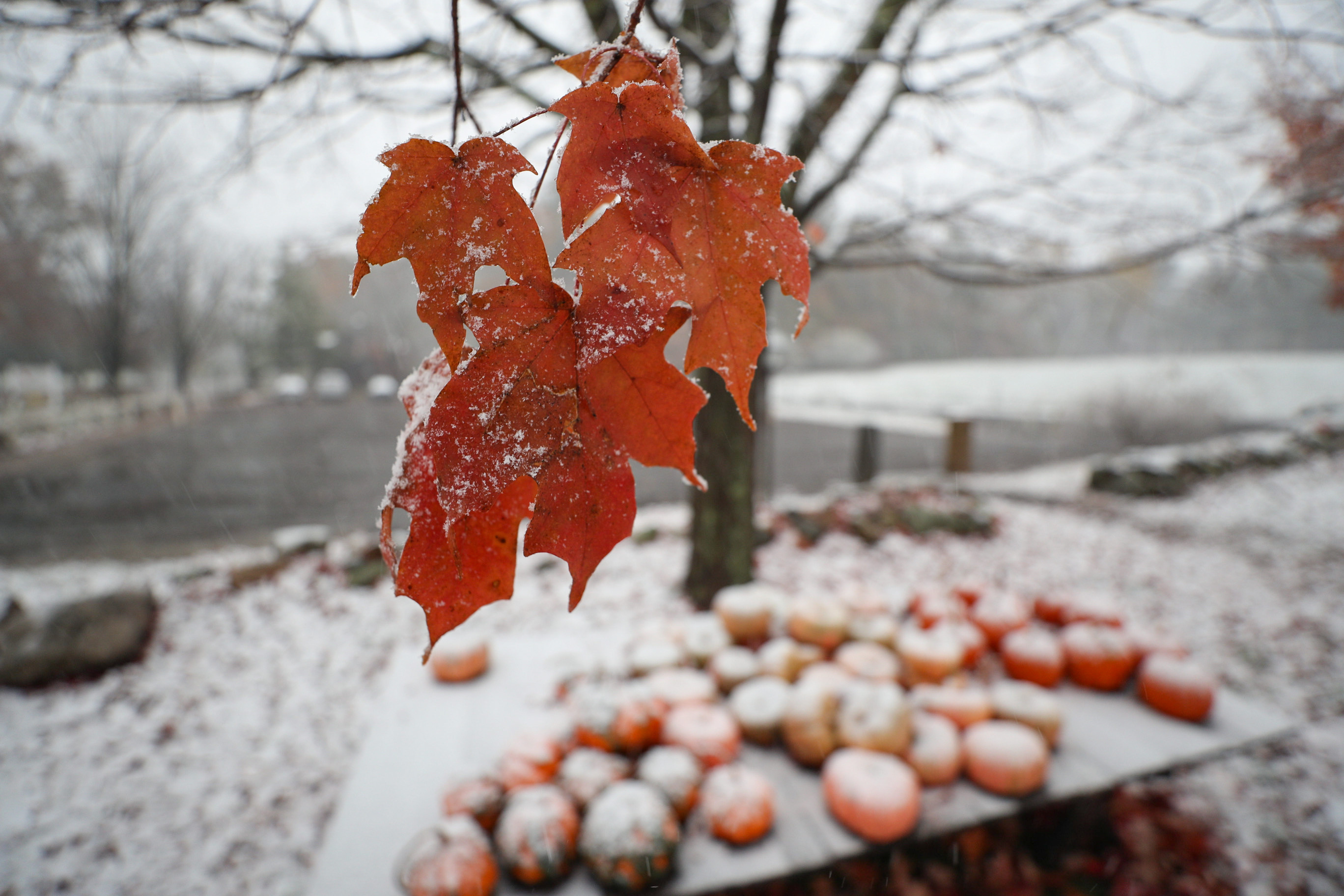 Autumn Snowfall Wallpapers