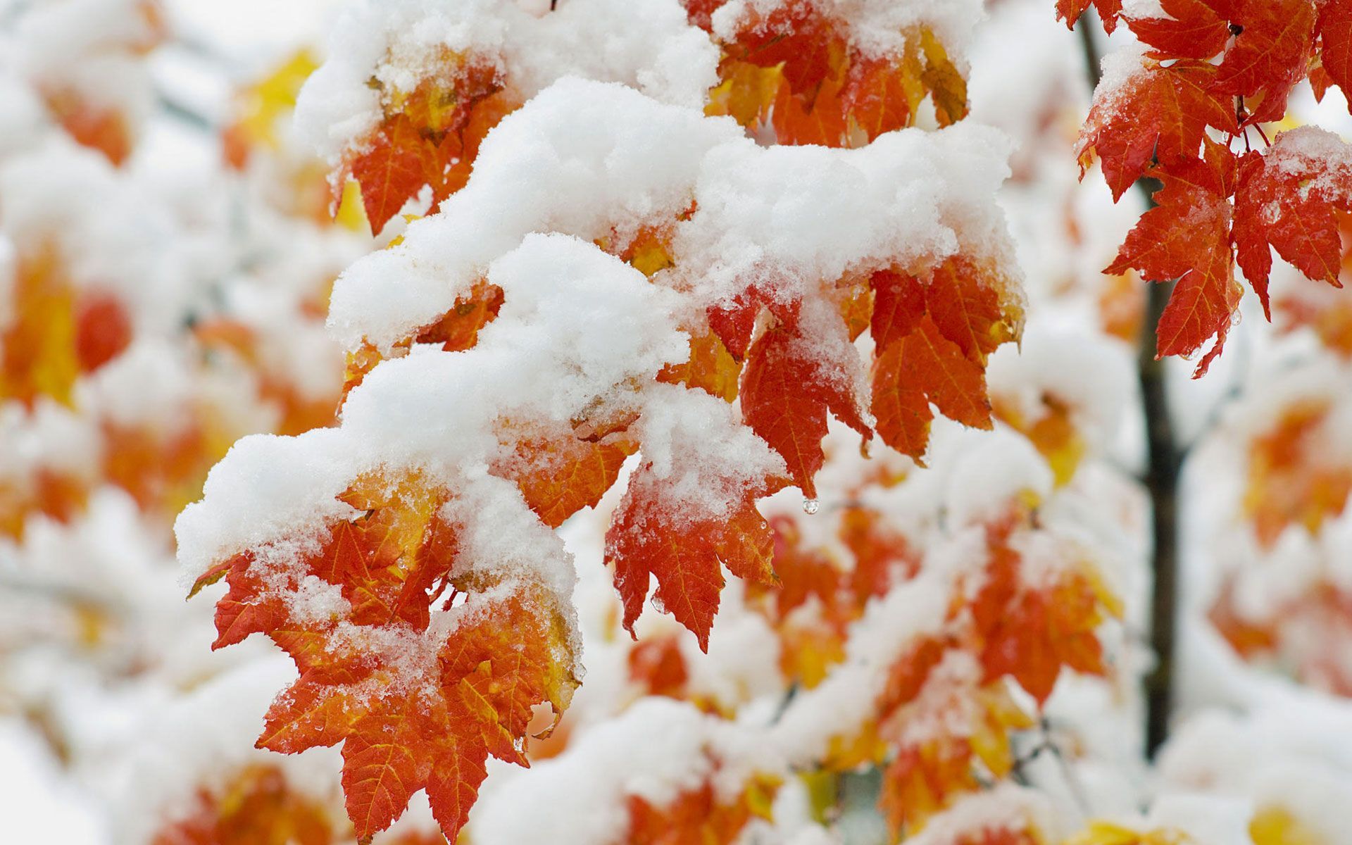 Autumn Snowfall Wallpapers