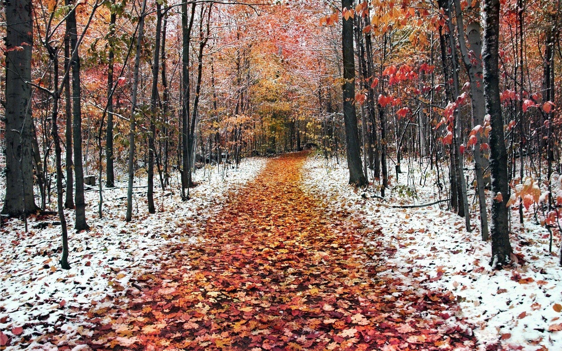 Autumn Snowfall Wallpapers