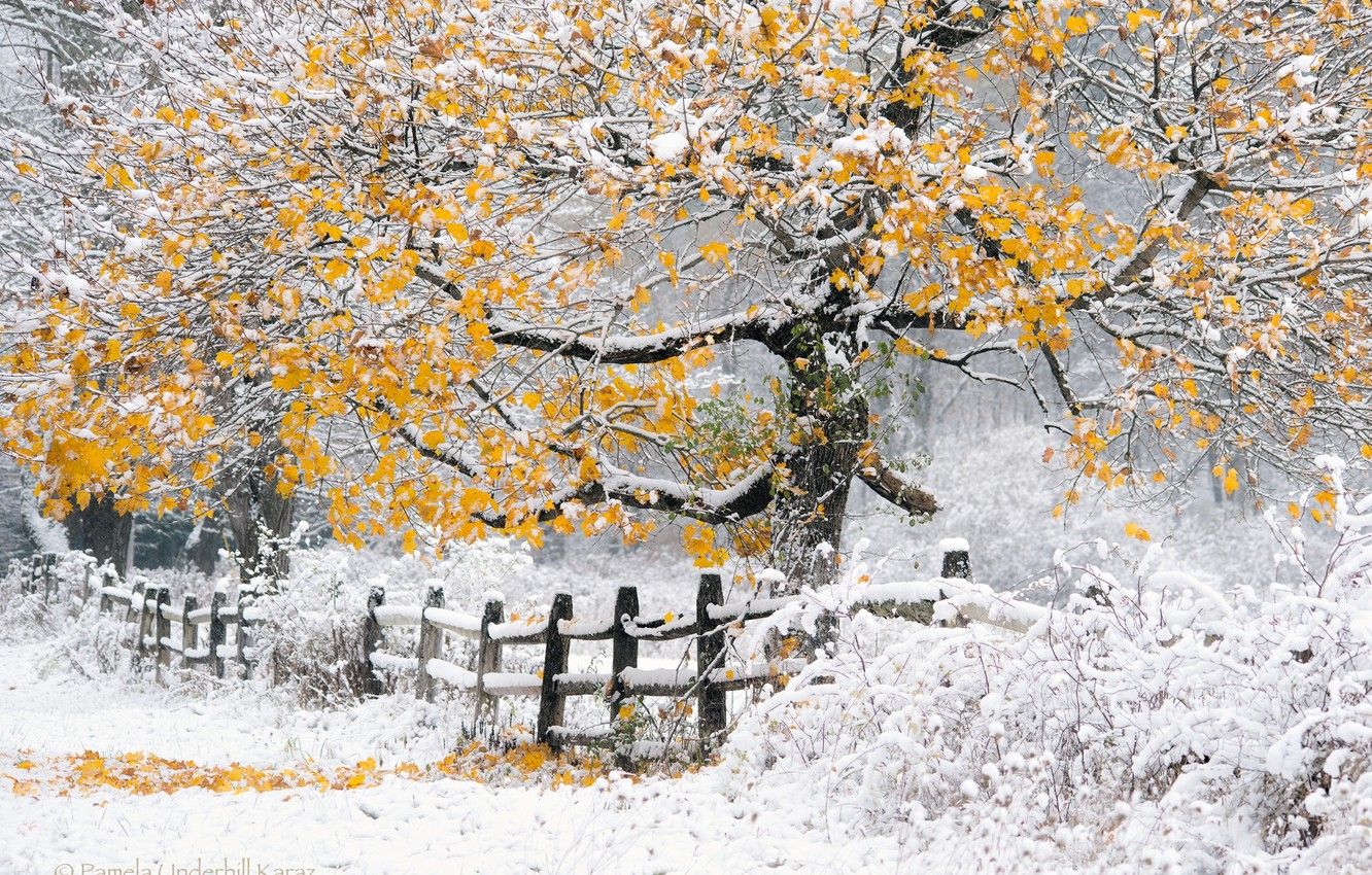 Autumn Snowfall Wallpapers