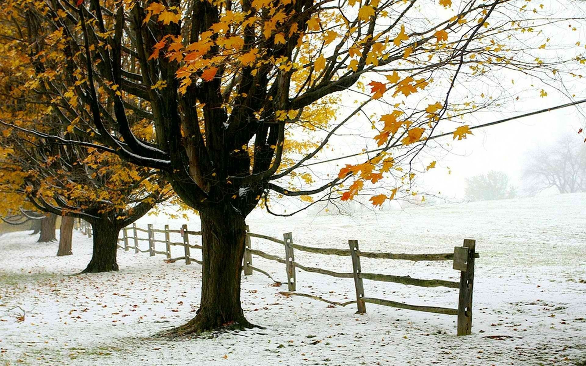 Autumn Snowfall Wallpapers