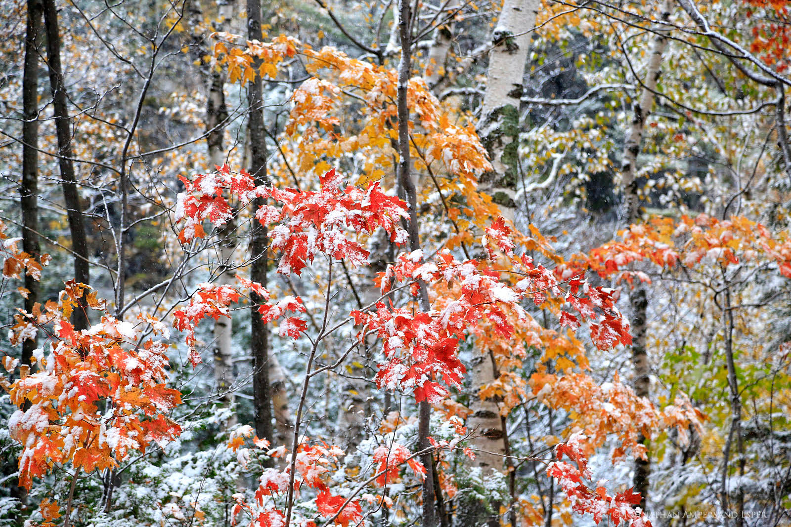 Autumn Snowfall Wallpapers