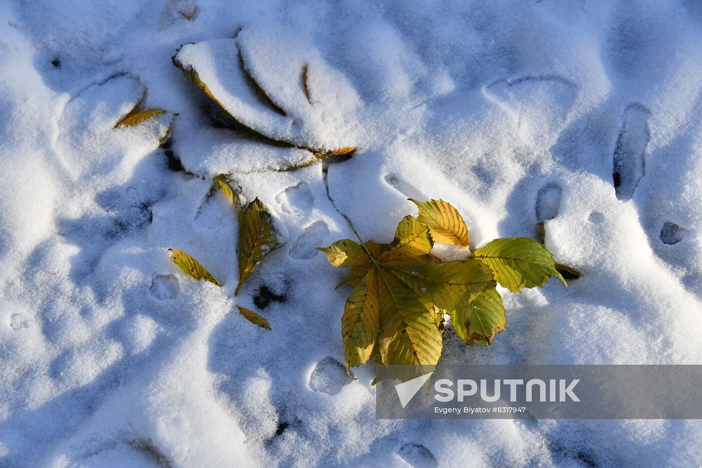 Autumn Snowfall Wallpapers