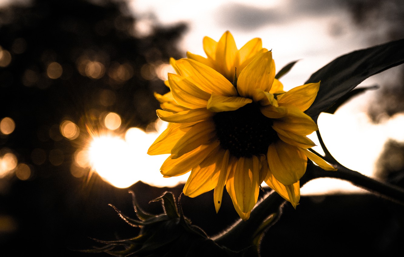 Autumn Sunflower Wallpapers