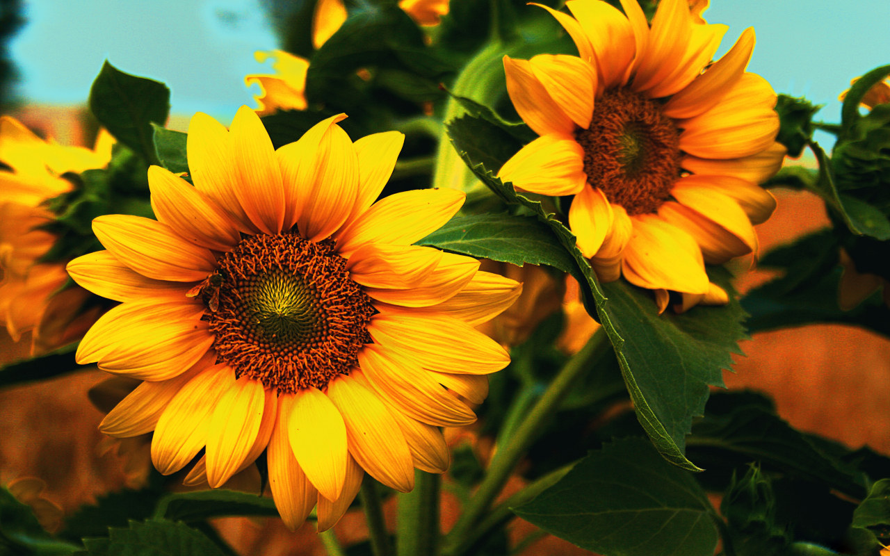 Autumn Sunflower Wallpapers