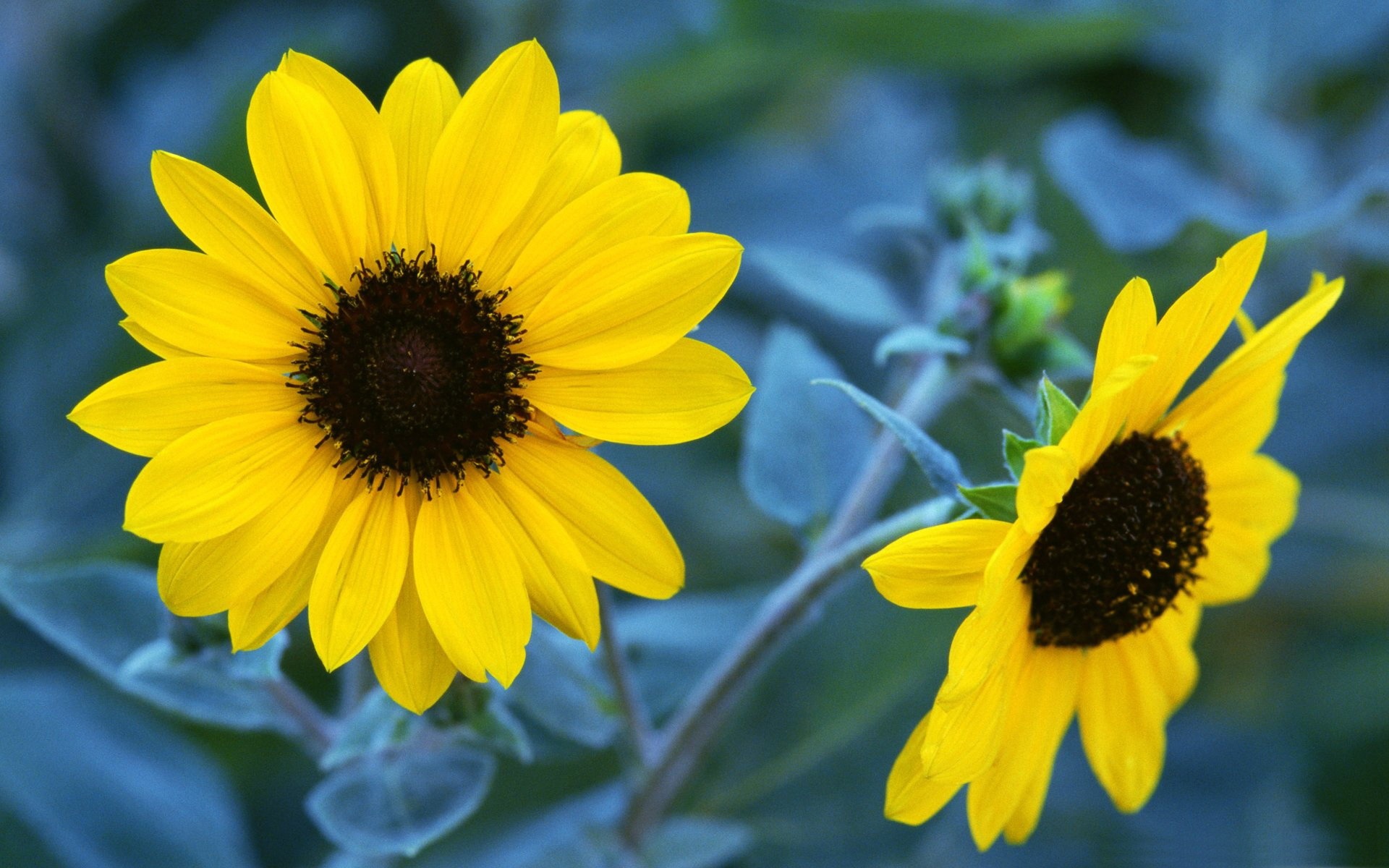 Autumn Sunflower Wallpapers