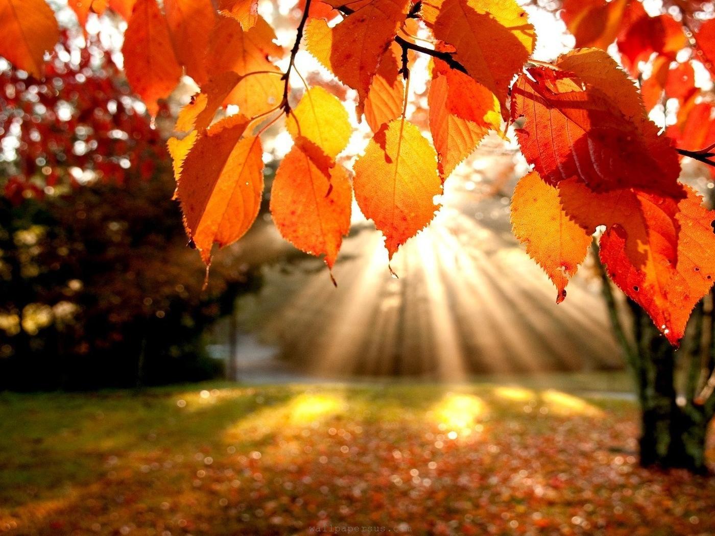 Autumn Sunrise Wallpapers