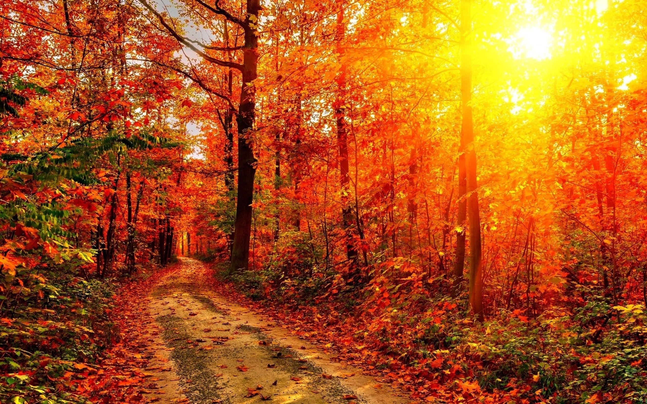 Autumn Sunrise Wallpapers