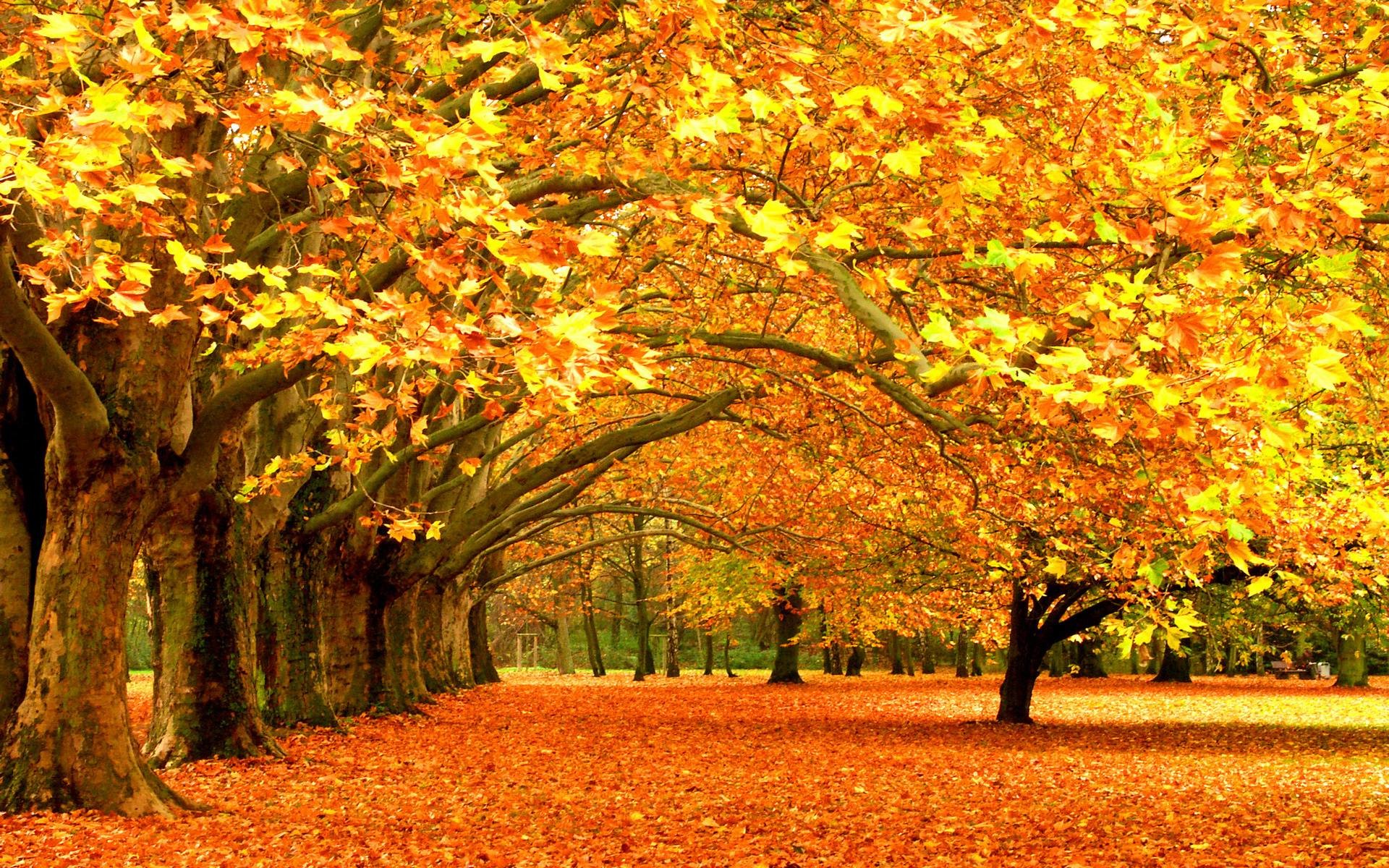 Autumn Tree Without Leaves Wallpapers