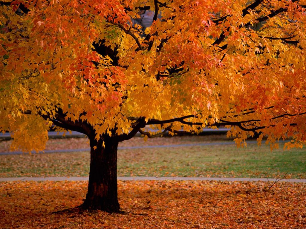 Autumn Tree Without Leaves Wallpapers