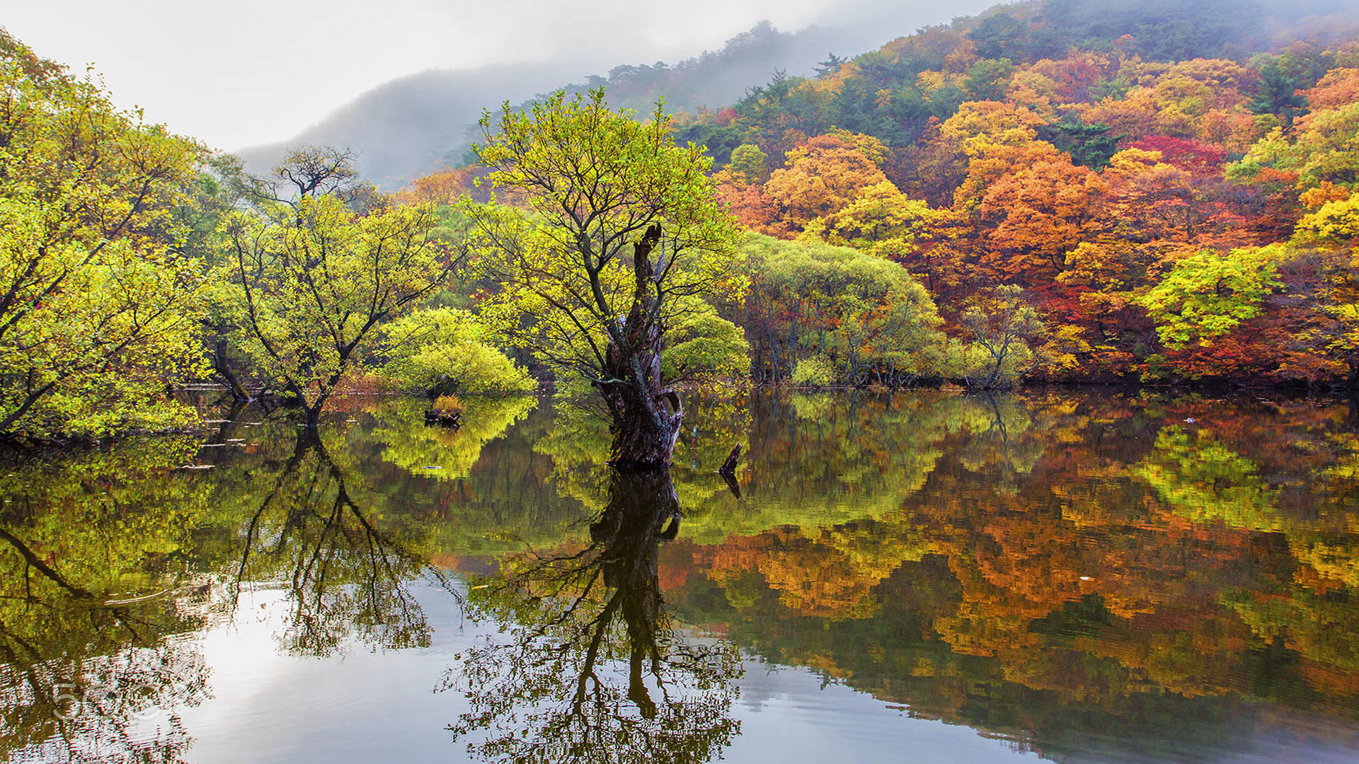 Autumn Tree Without Leaves Wallpapers