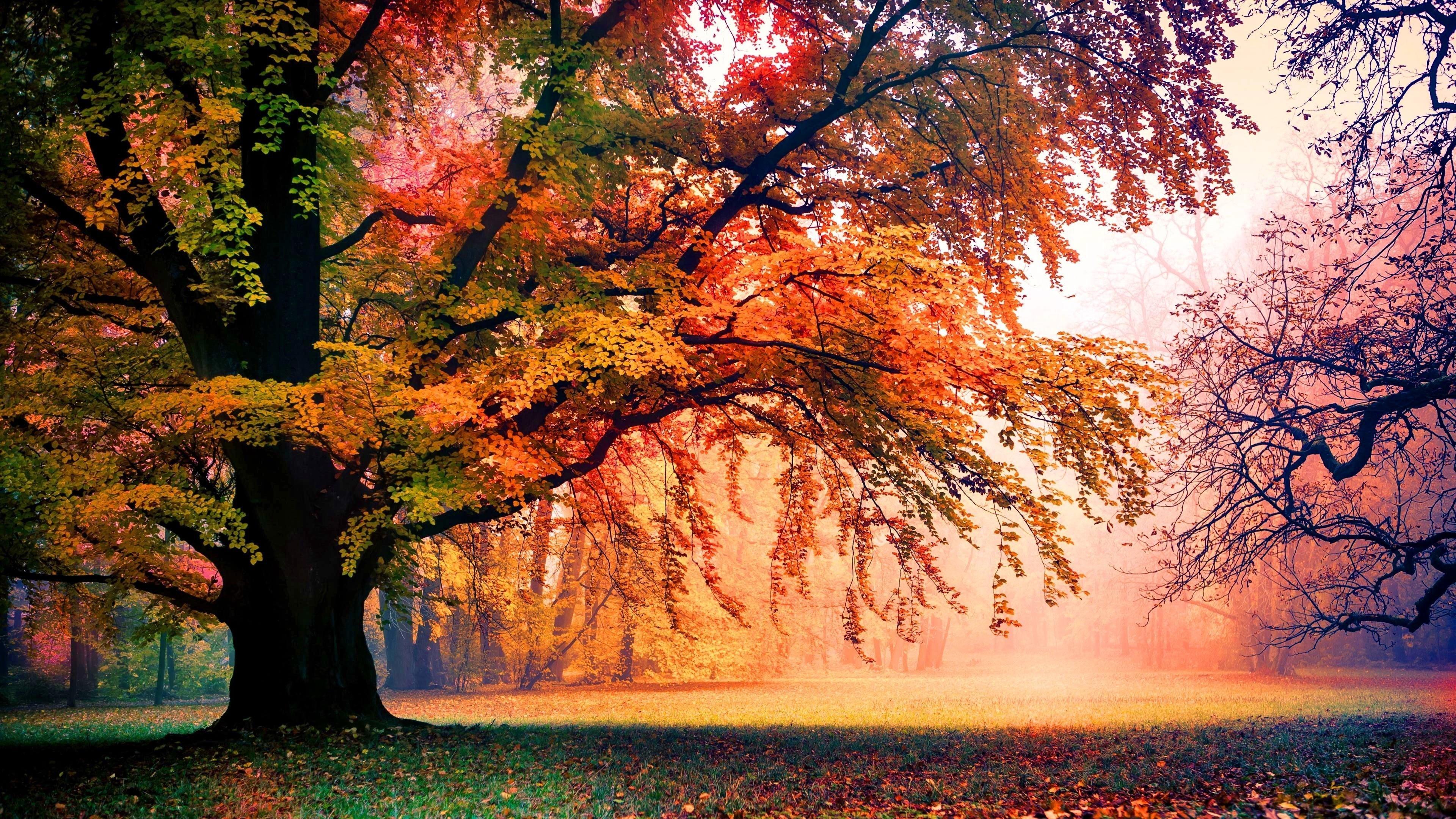 Autumn Trees Wallpapers