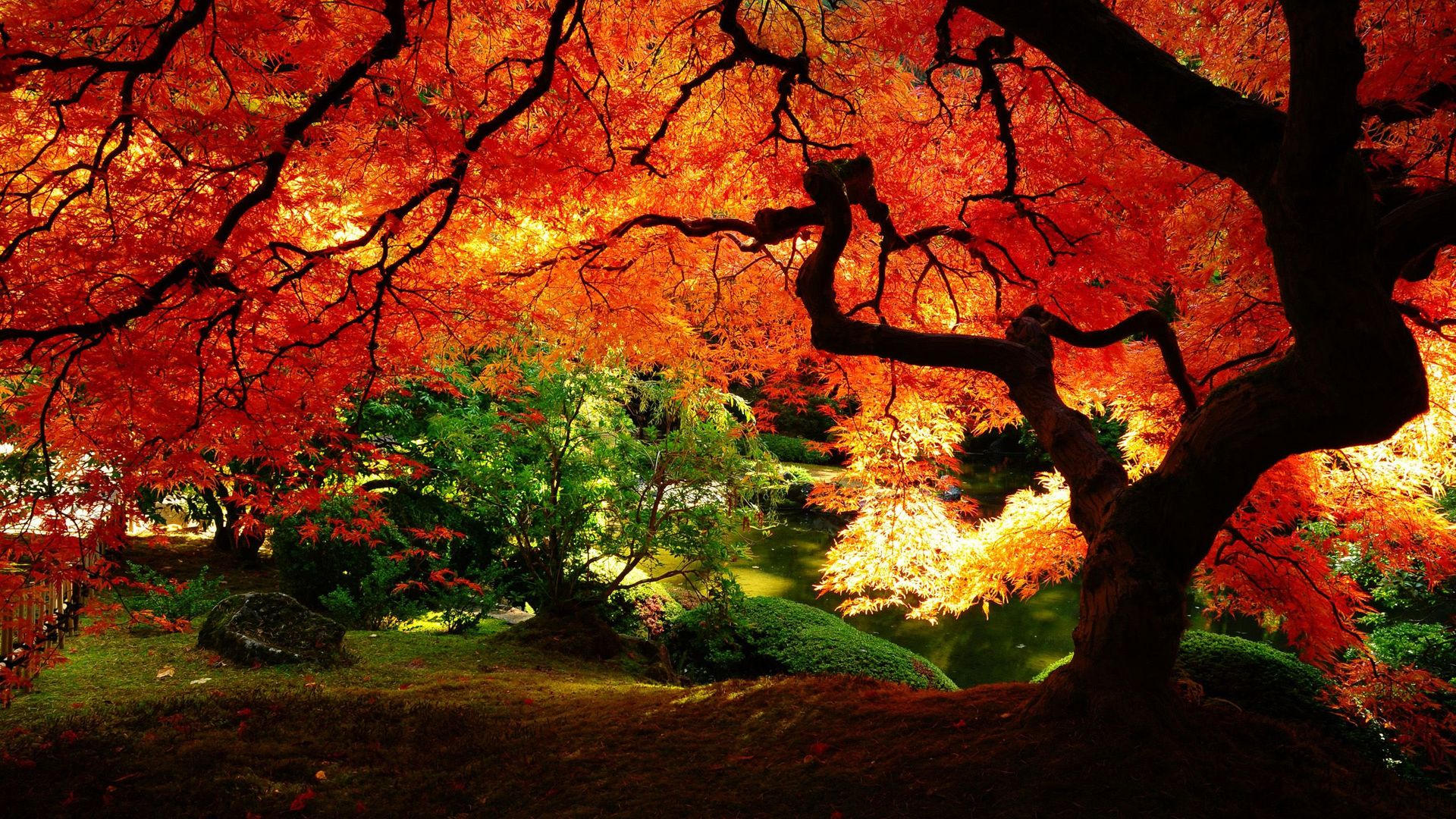 Autumn Trees Wallpapers