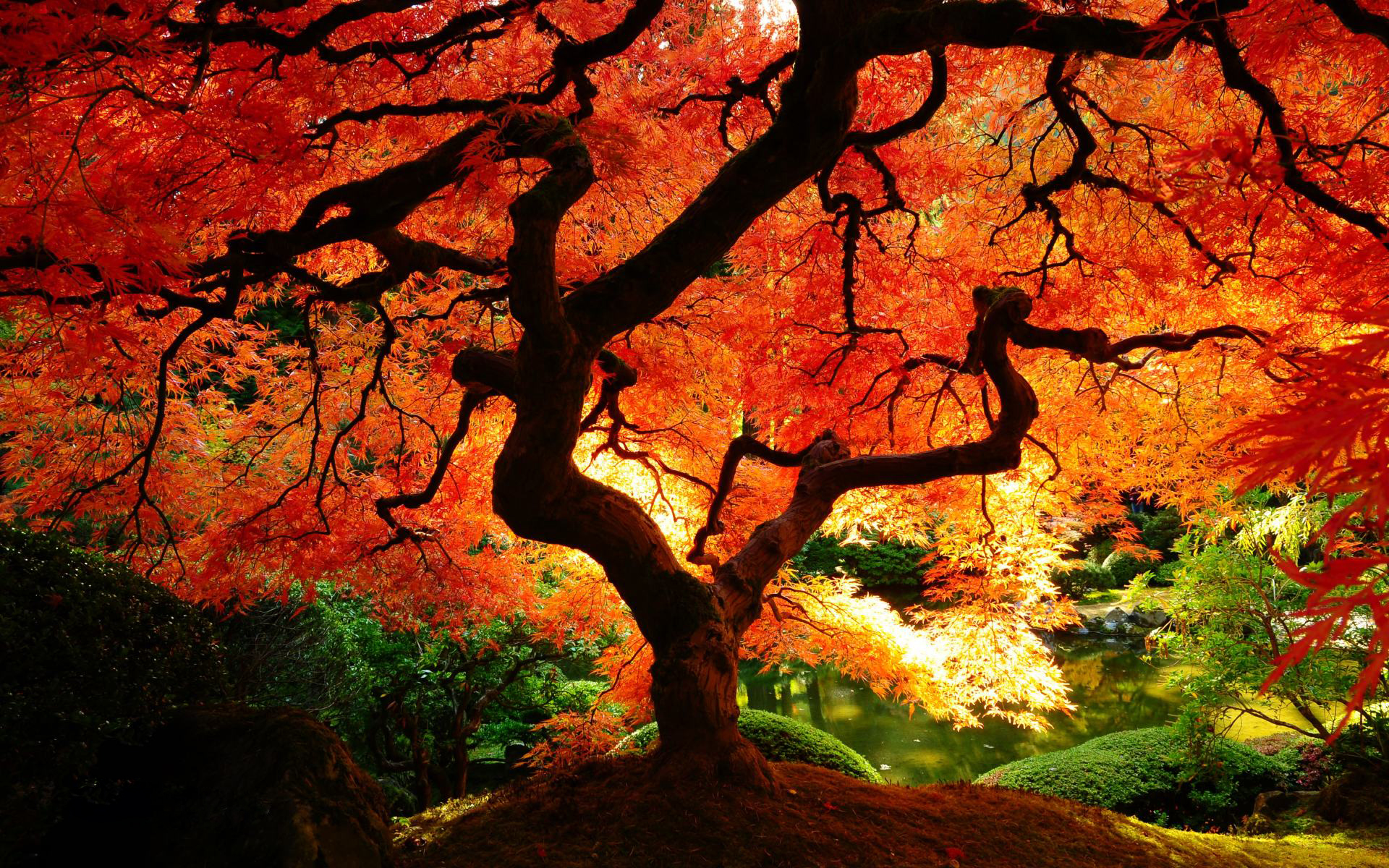 Autumn Trees Wallpapers