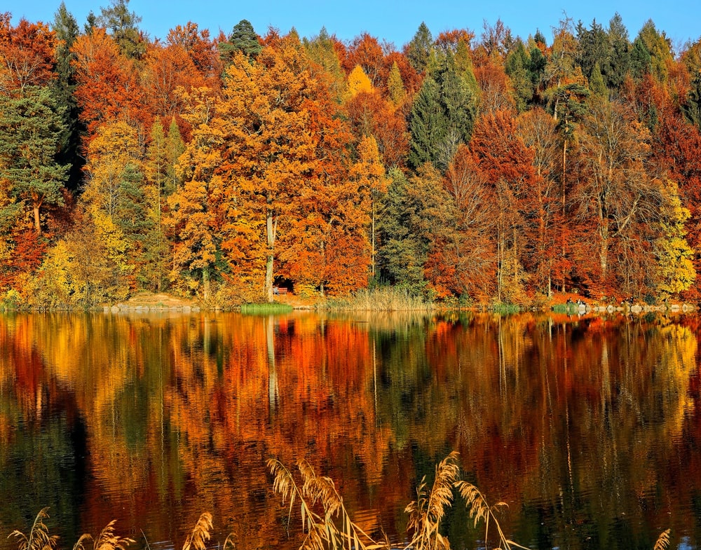 Autumn Trees Wallpapers