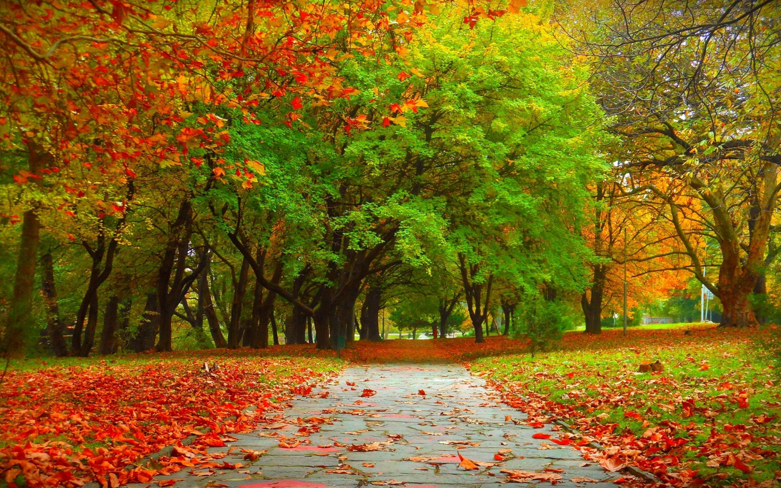 Autumn Trees Wallpapers