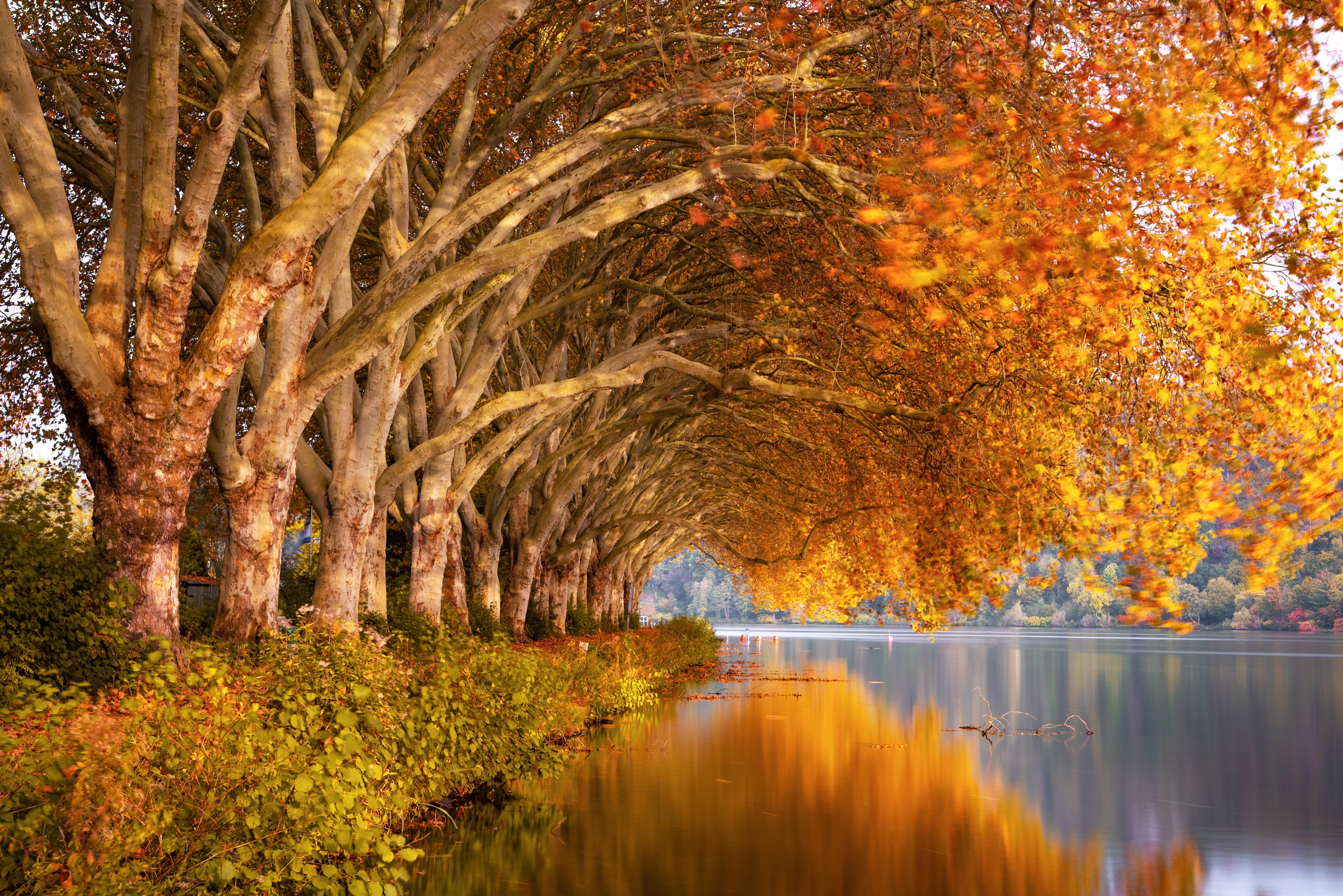 Autumn Trees Wallpapers