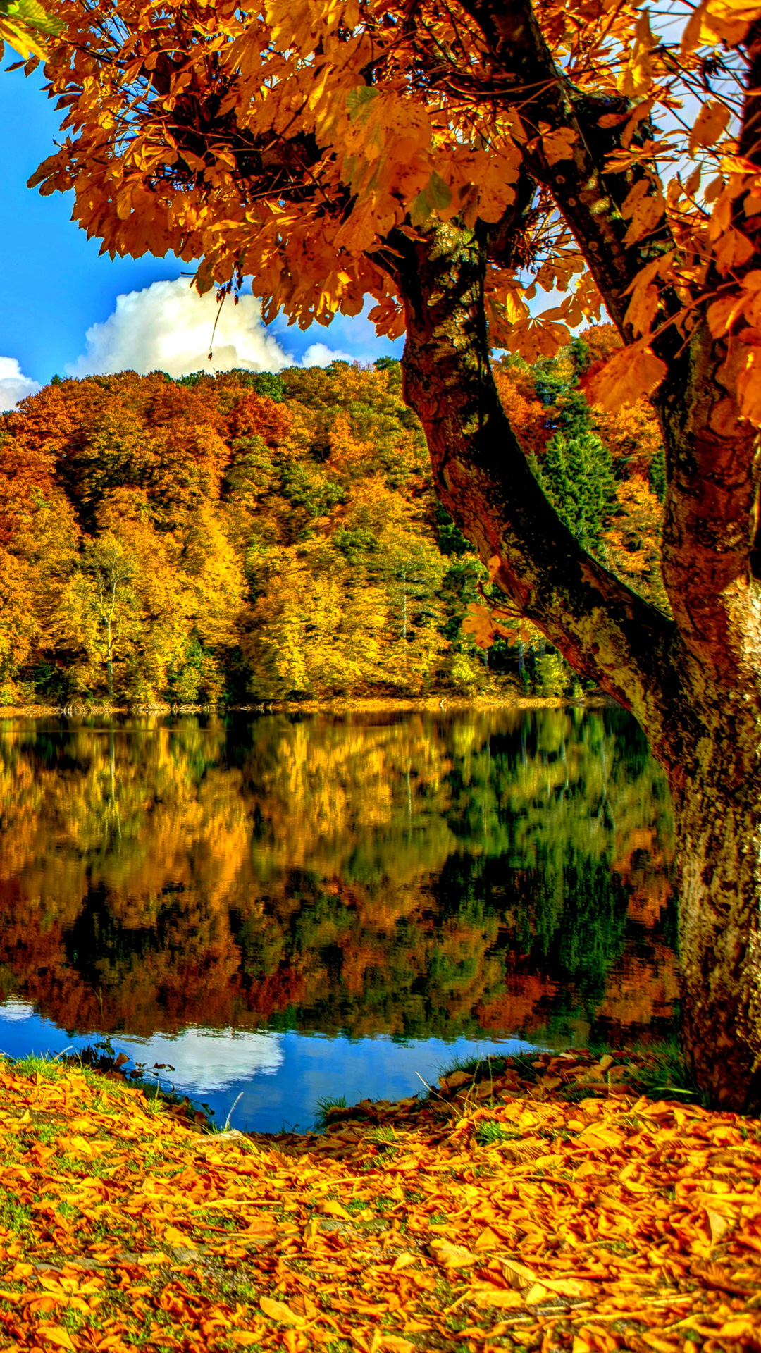 Autumn Trees Wallpapers