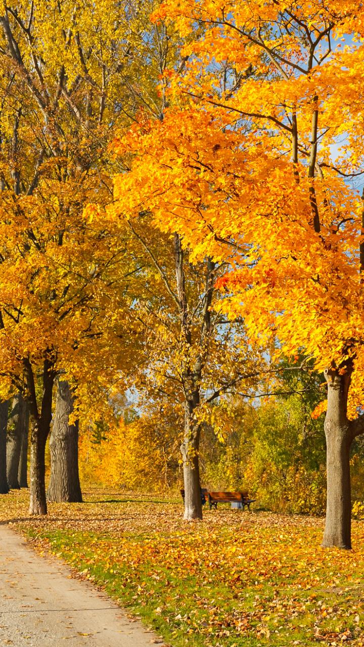 Autumn Trees Wallpapers