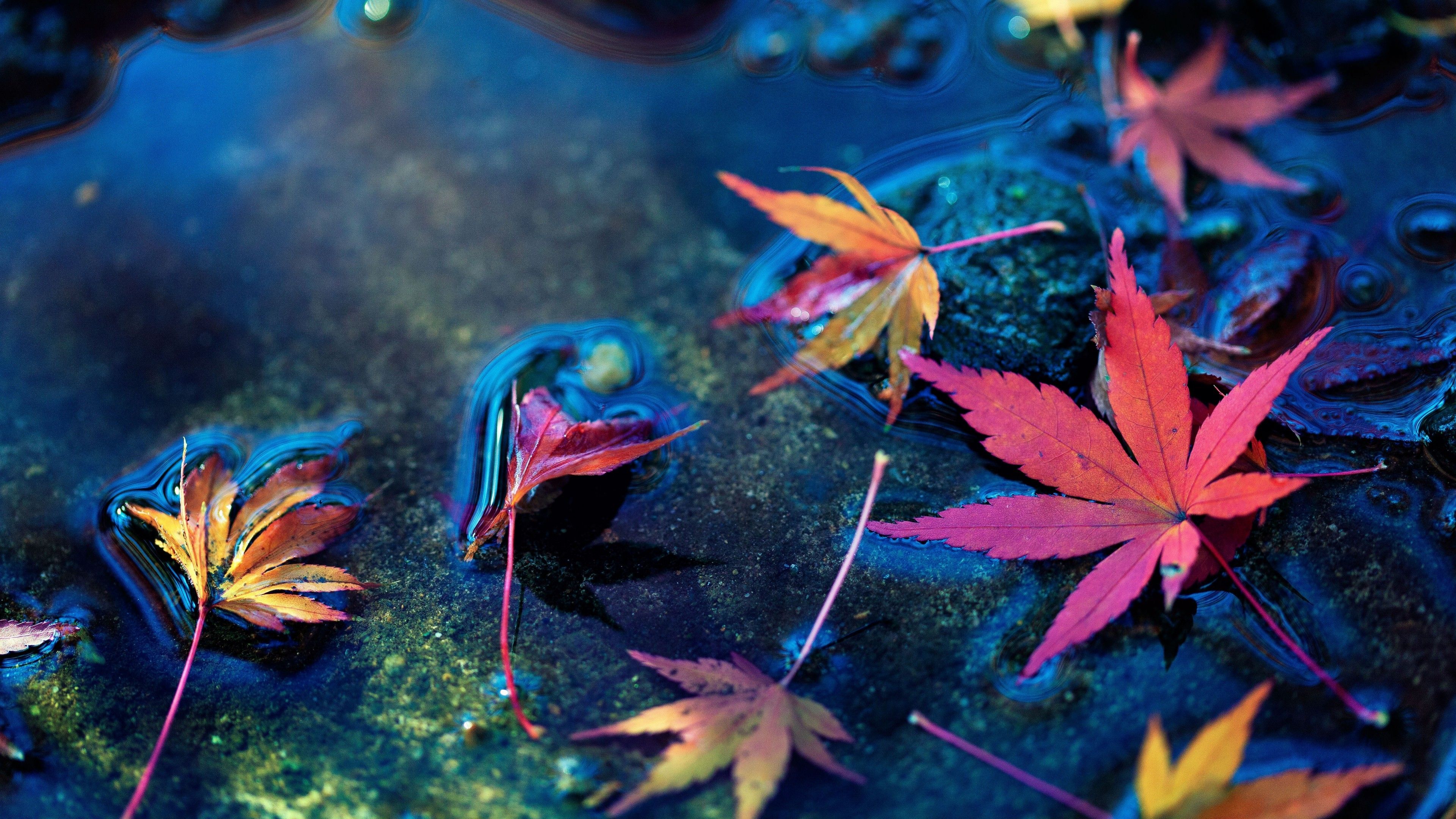 Autumn Water Wallpapers