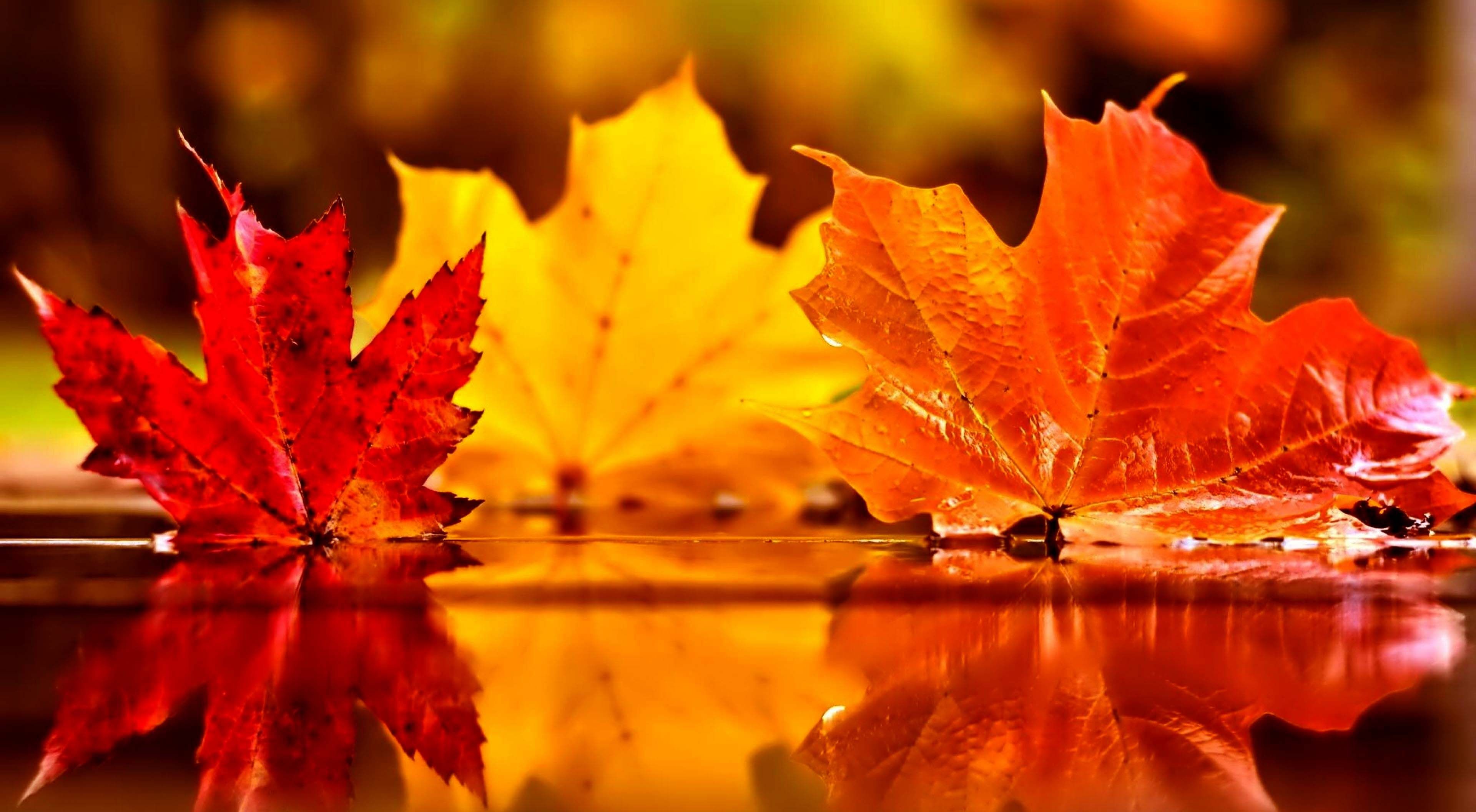 Autumn Water Wallpapers