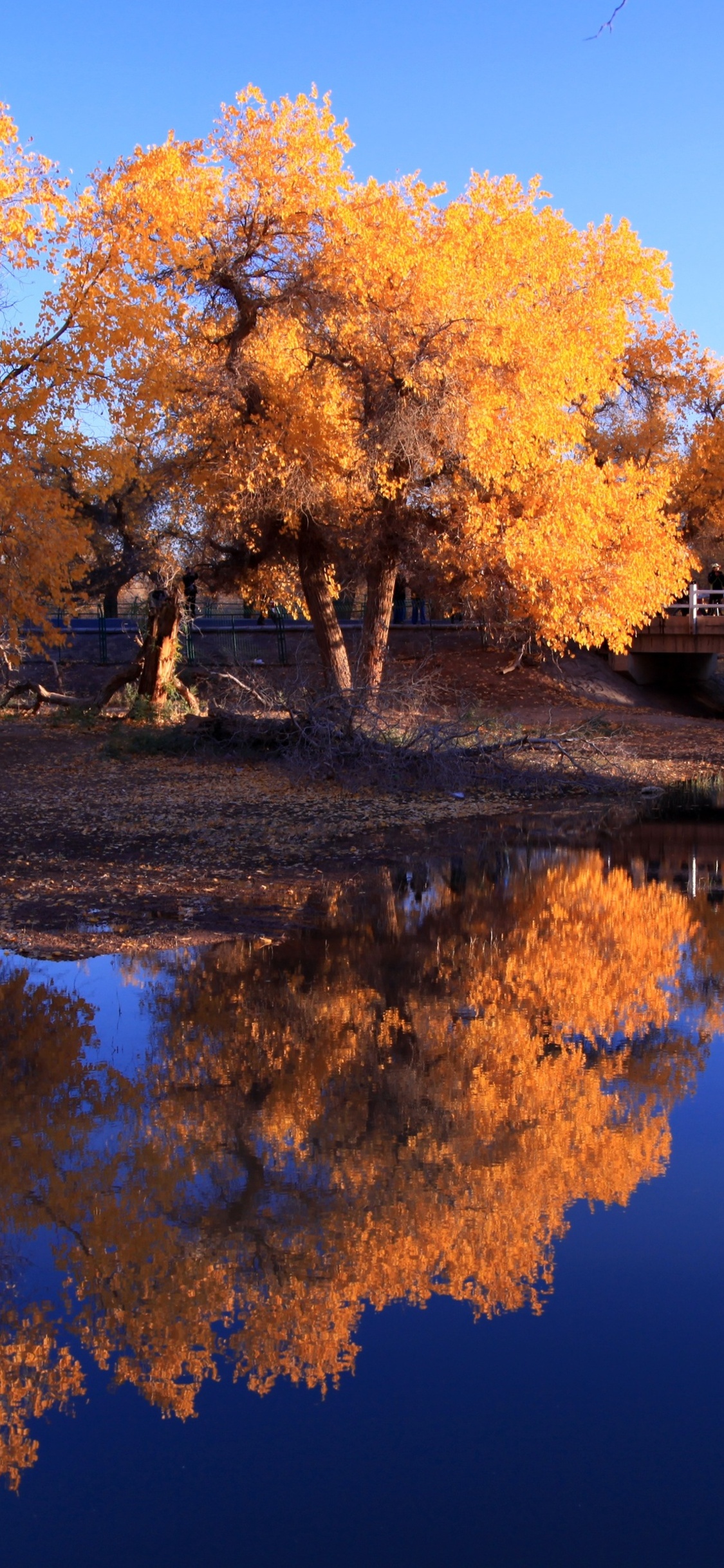 Autumn Water Wallpapers