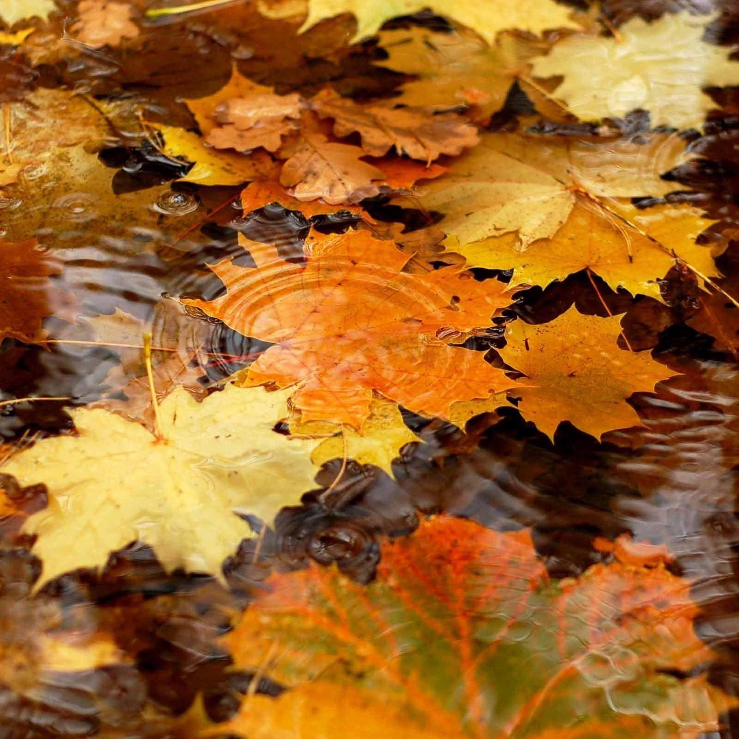 Autumn Water Wallpapers