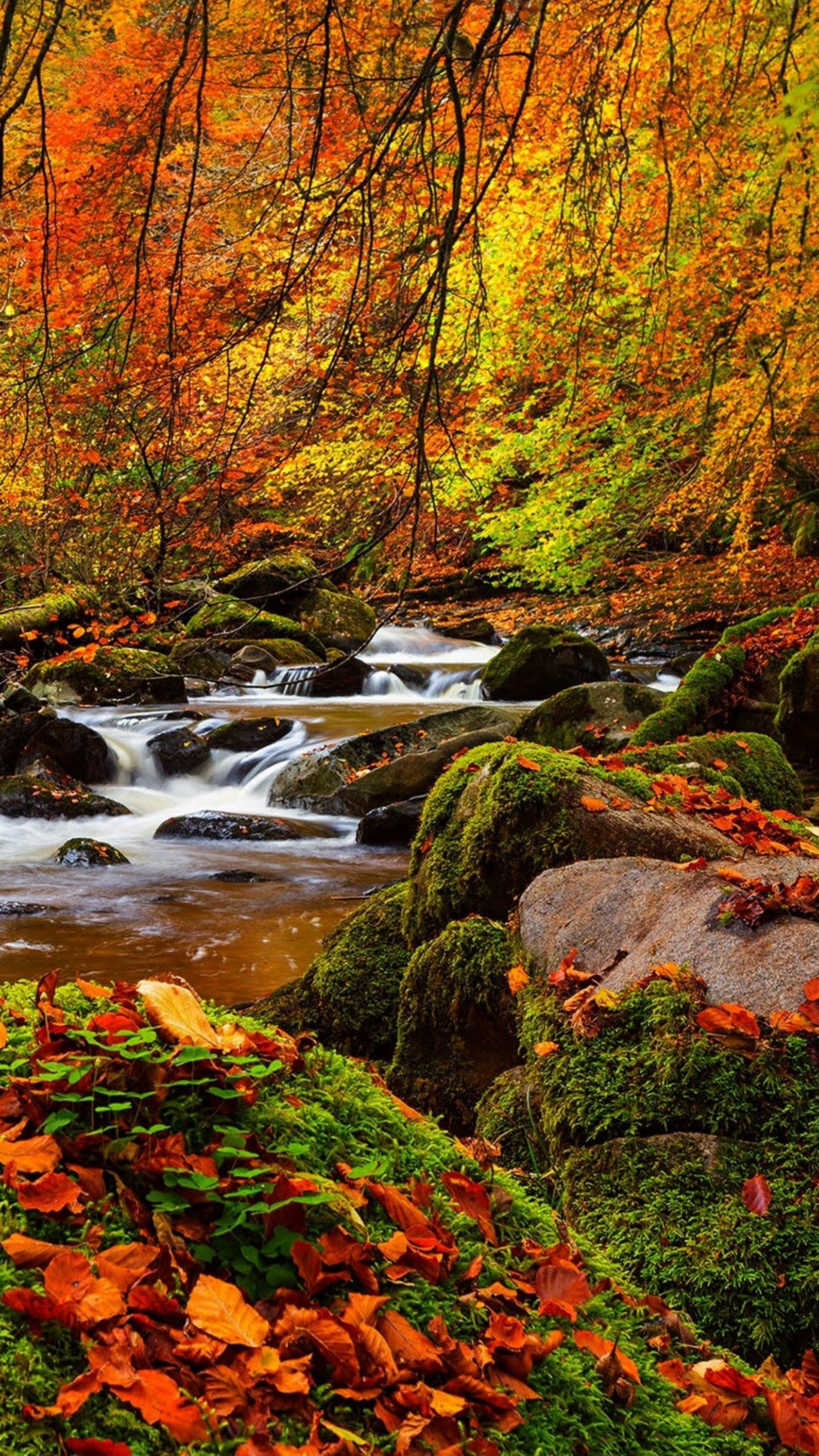 Autumn Water Wallpapers