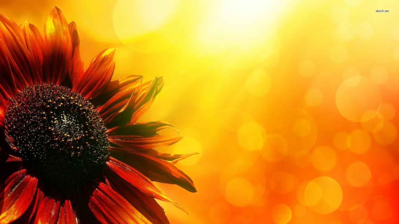 Autumn With Sunflowers Wallpapers