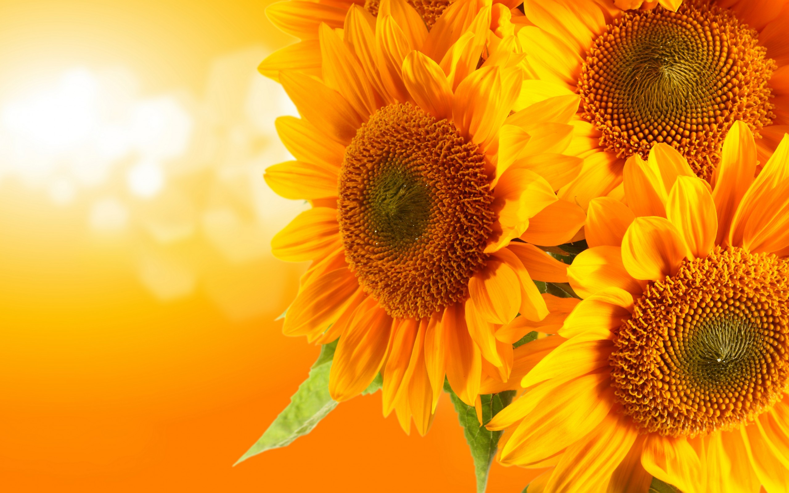 Autumn With Sunflowers Wallpapers