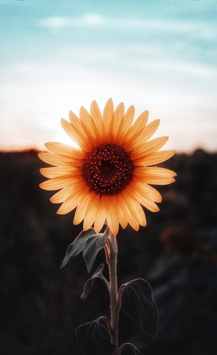 Autumn With Sunflowers Wallpapers