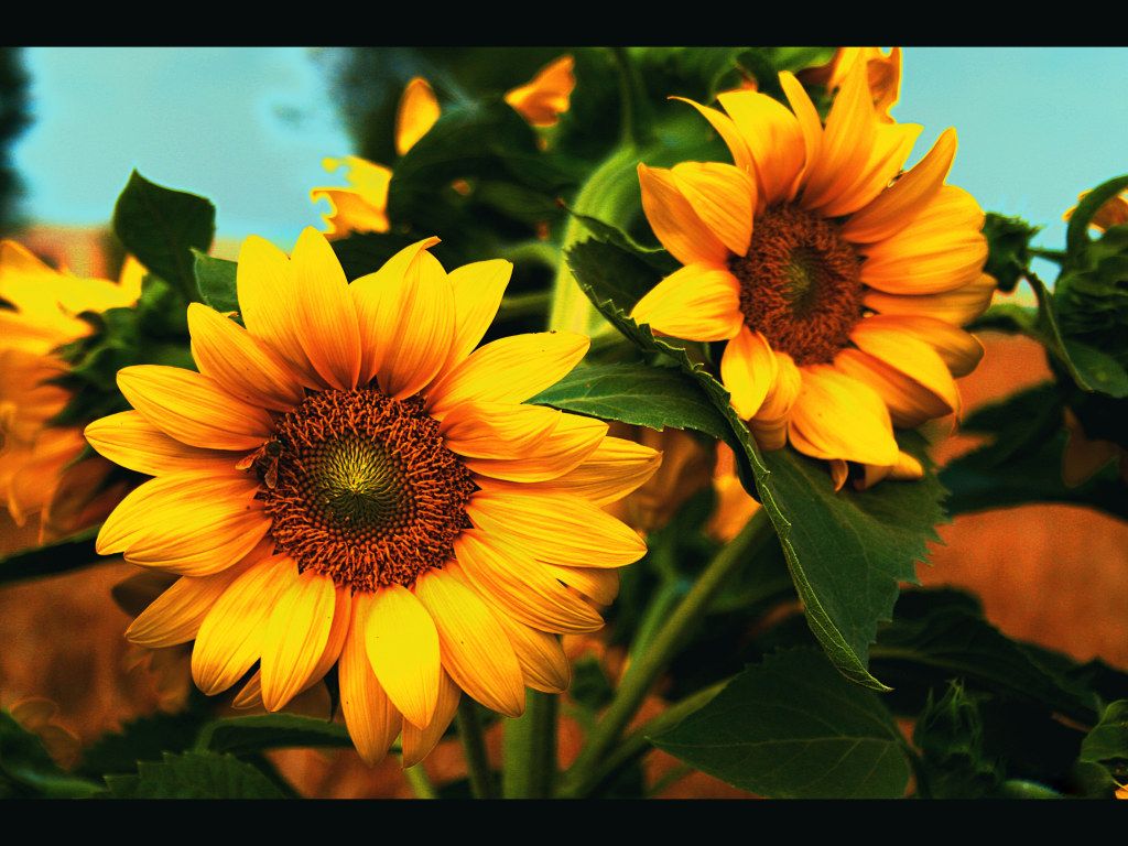 Autumn With Sunflowers Wallpapers