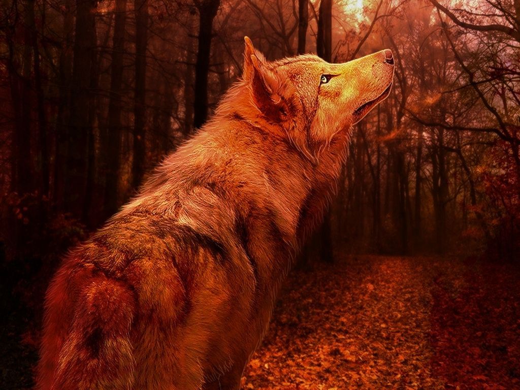 Autumn Wolves Wallpapers