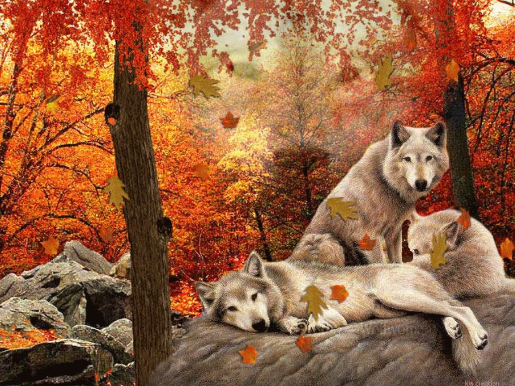 Autumn Wolves Wallpapers