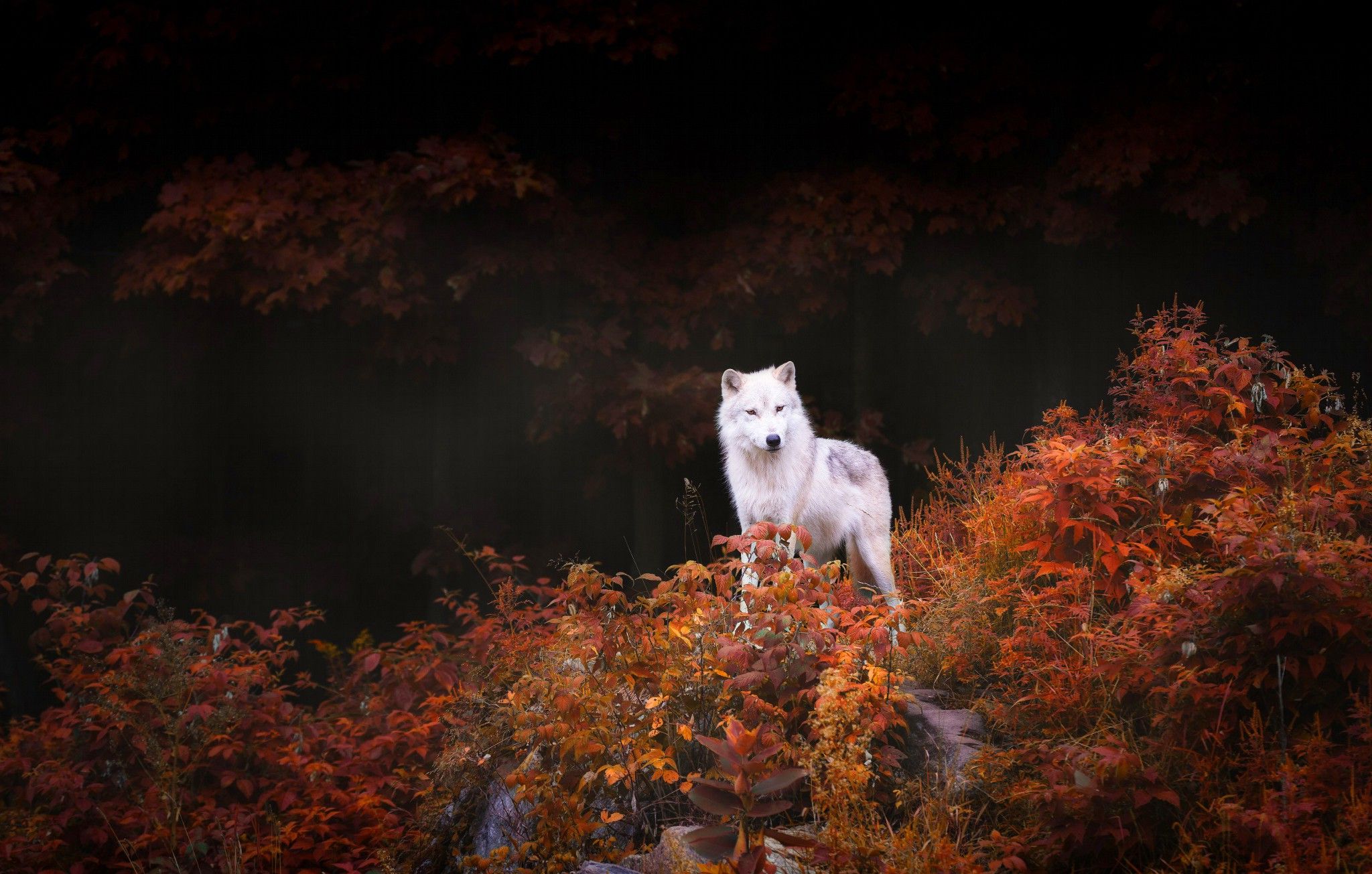 Autumn Wolves Wallpapers