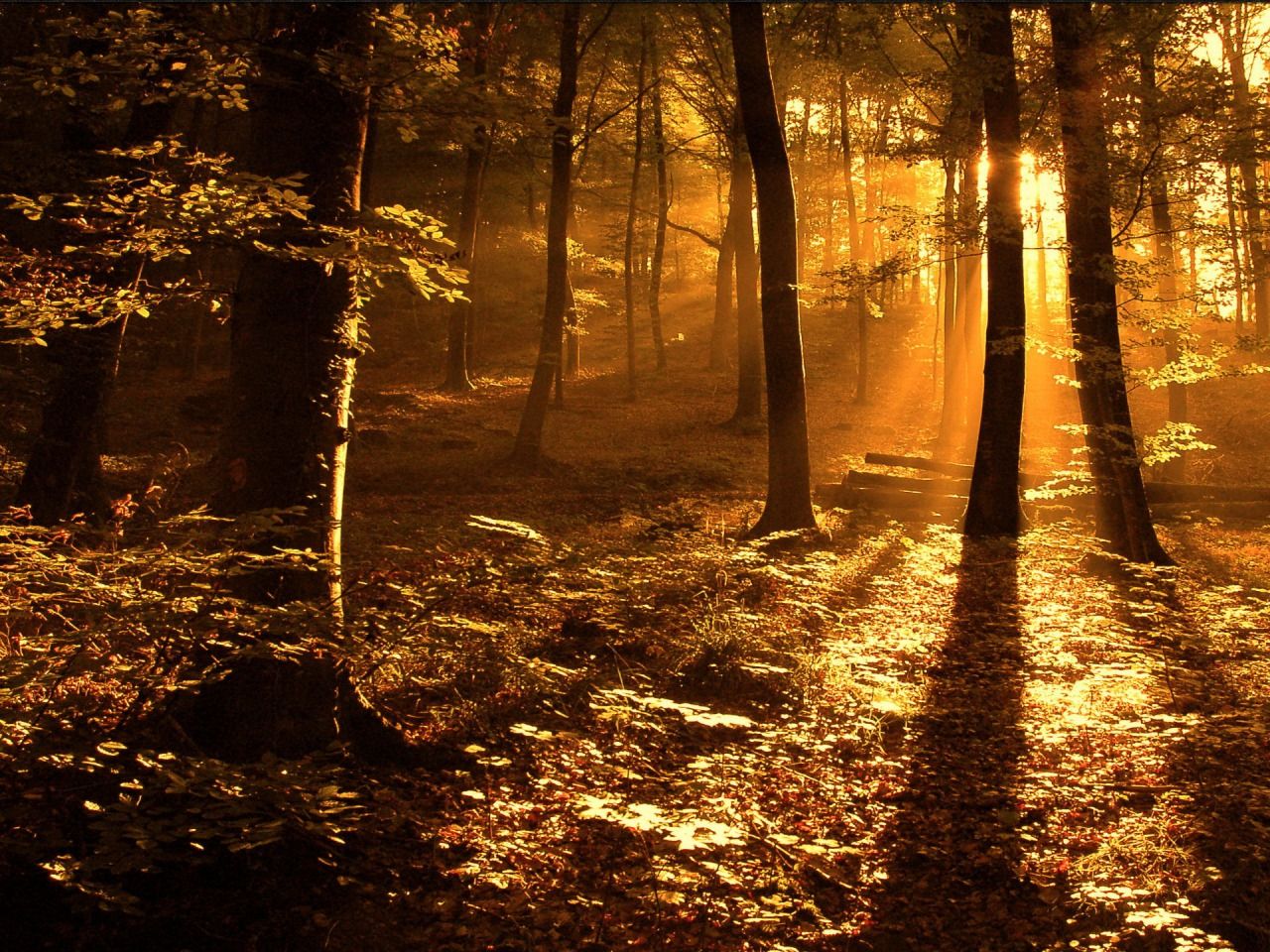 Autumn Woods Trees Fall Forest Wallpapers