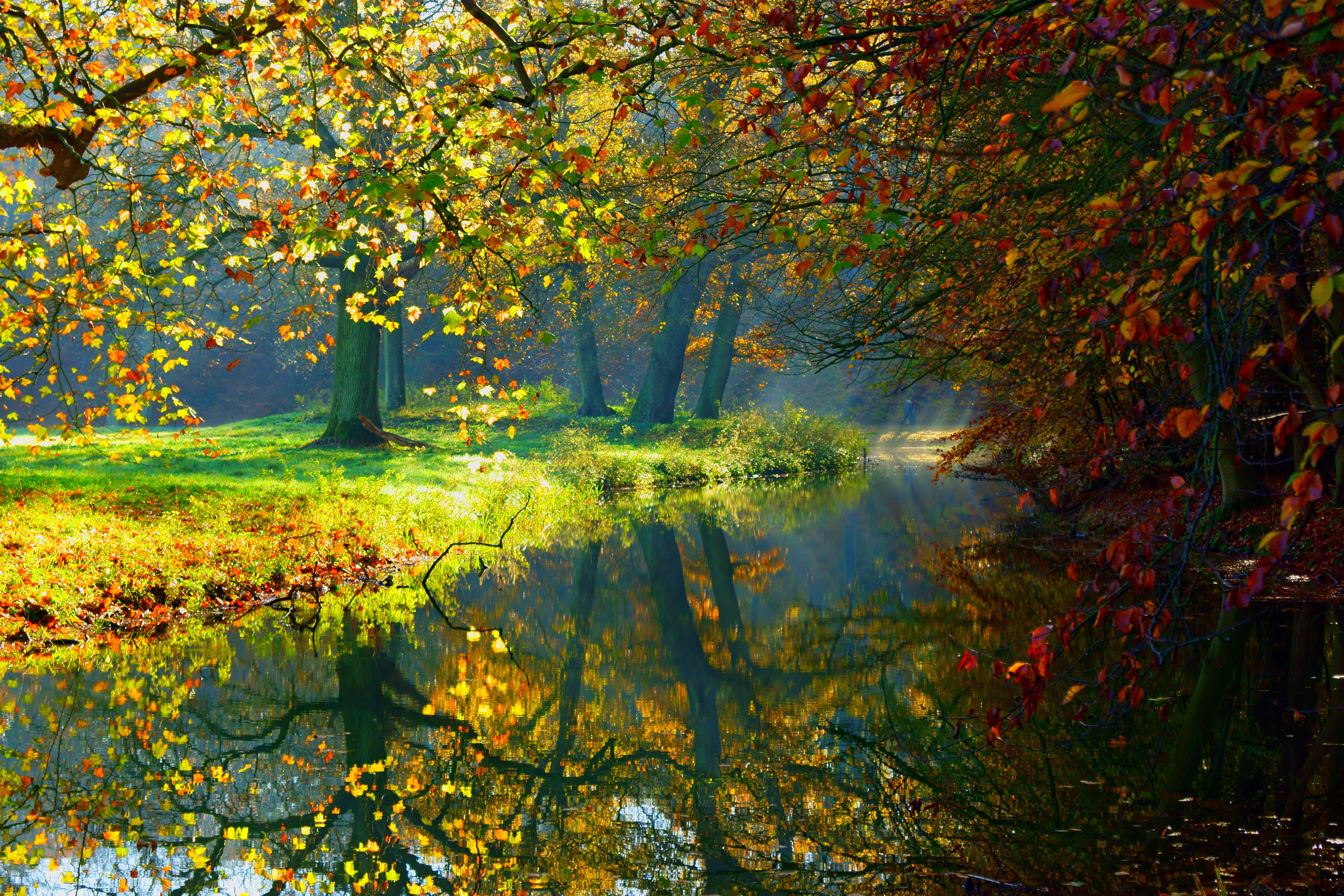 Autumn Woods Trees Fall Forest Wallpapers