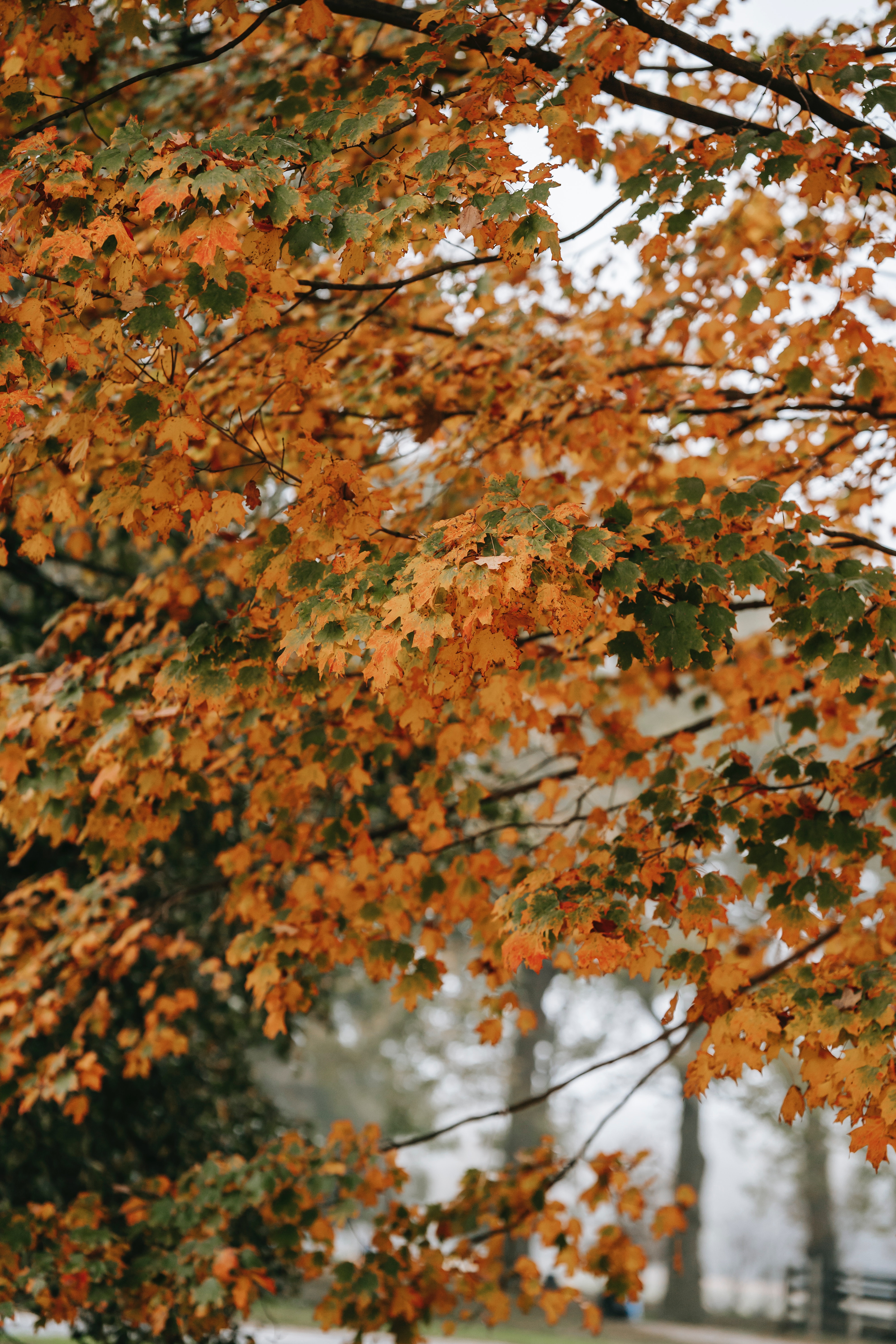 Autumn Woods Trees Fall Forest Wallpapers