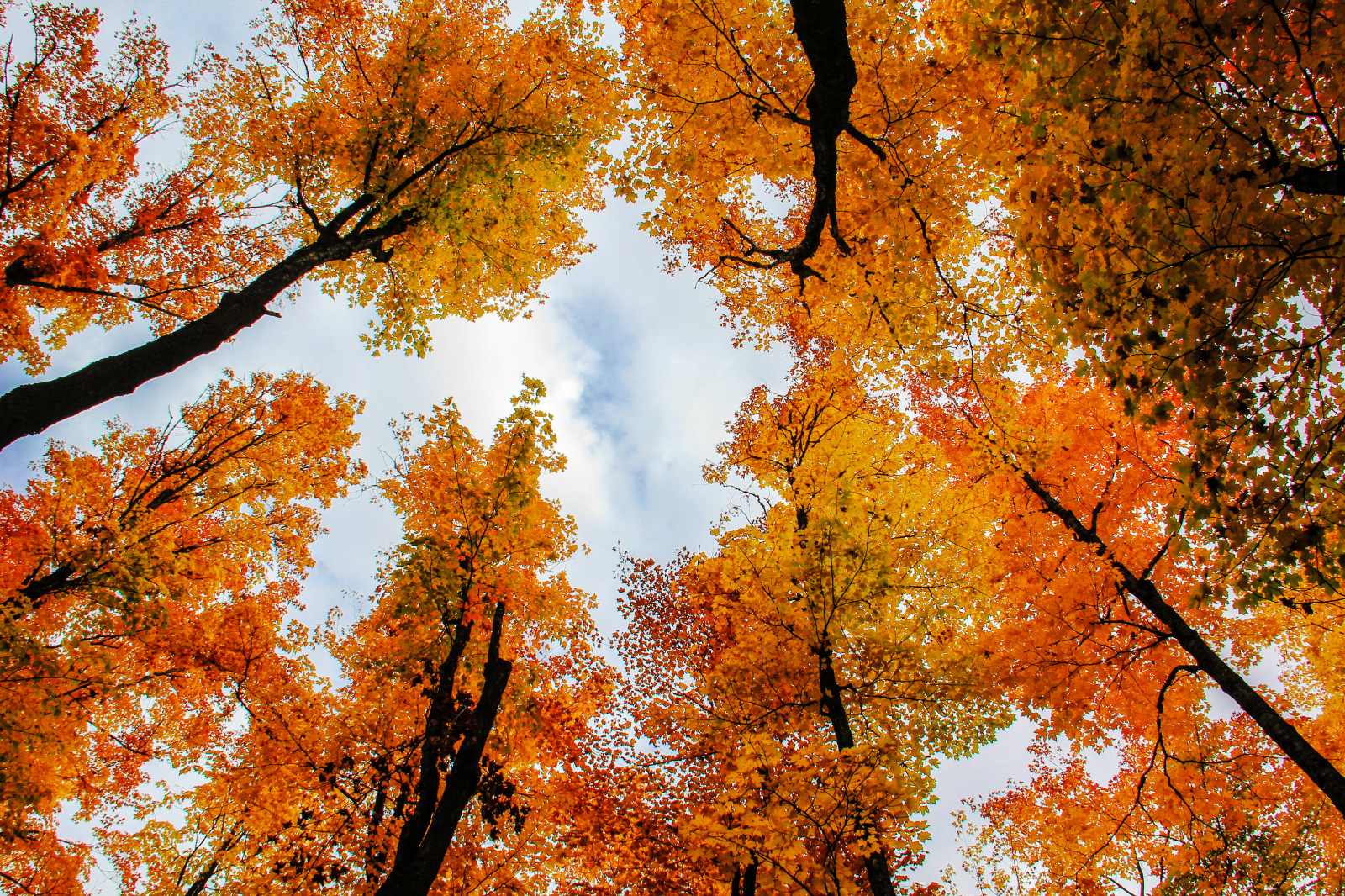 Autumn Woods Trees Fall Forest Wallpapers