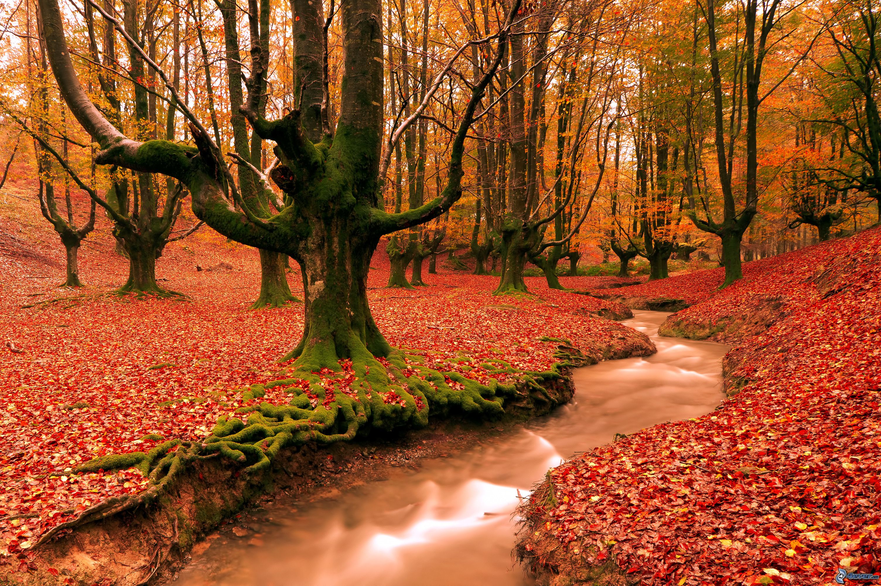 Autumn Woods Wallpapers