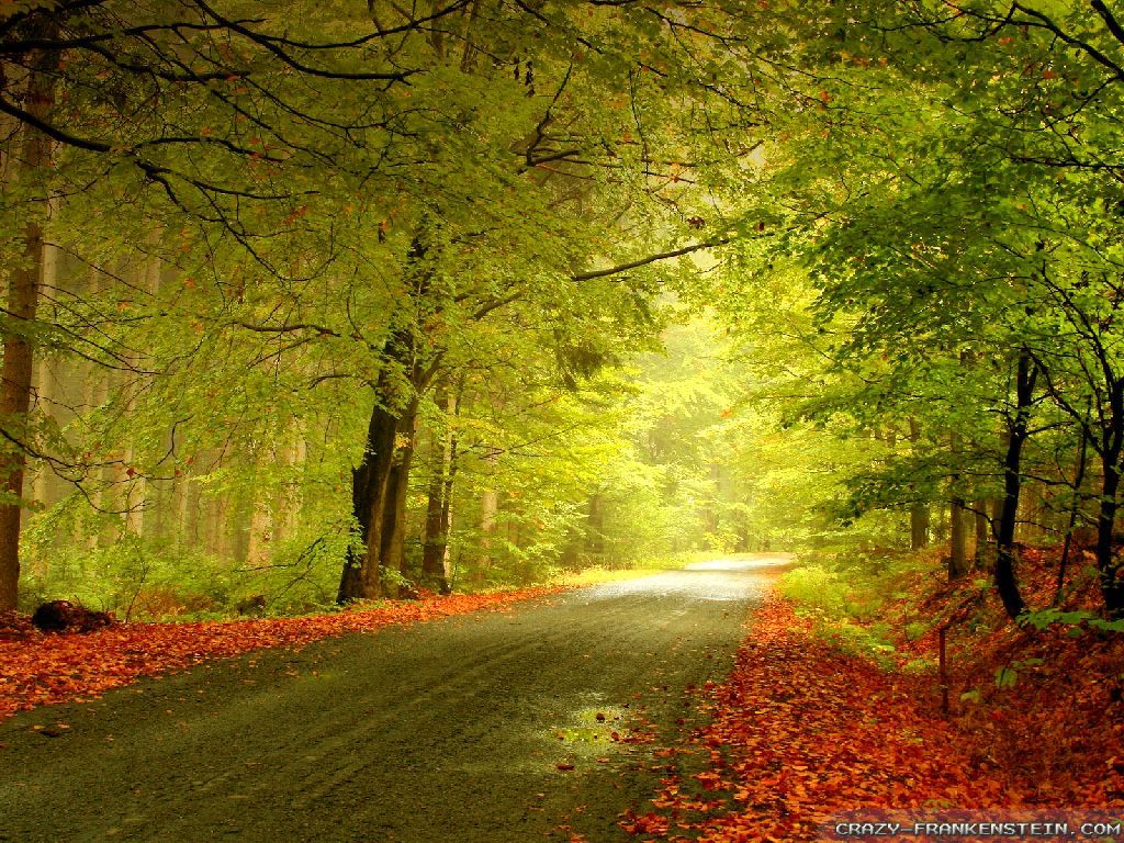 Autumn Woods Wallpapers